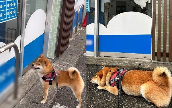 一般的狗狗知道要去兽医院都会吓得发抖，但这只柴犬却热爱找兽医。日本一只2岁的柴犬