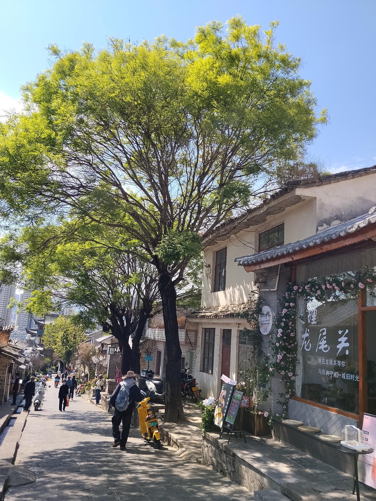龙尾街春景照