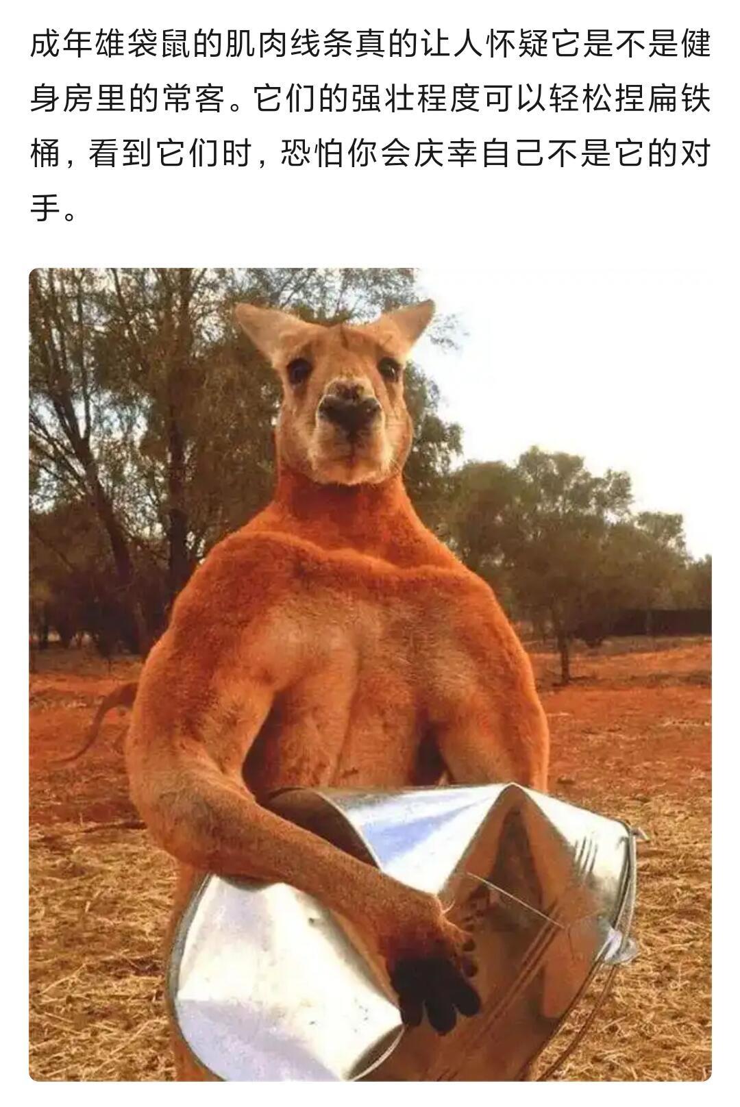 成年雄袋鼠的肌肉线条真的让人怀疑它是不是健身房里的常客