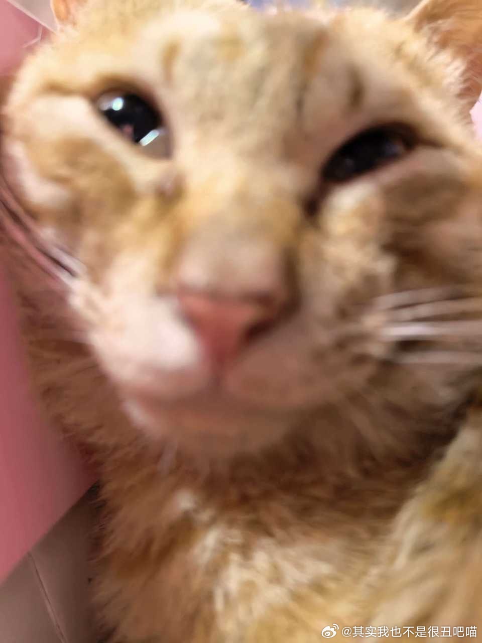 50117【丑猫】小抽色老猫 