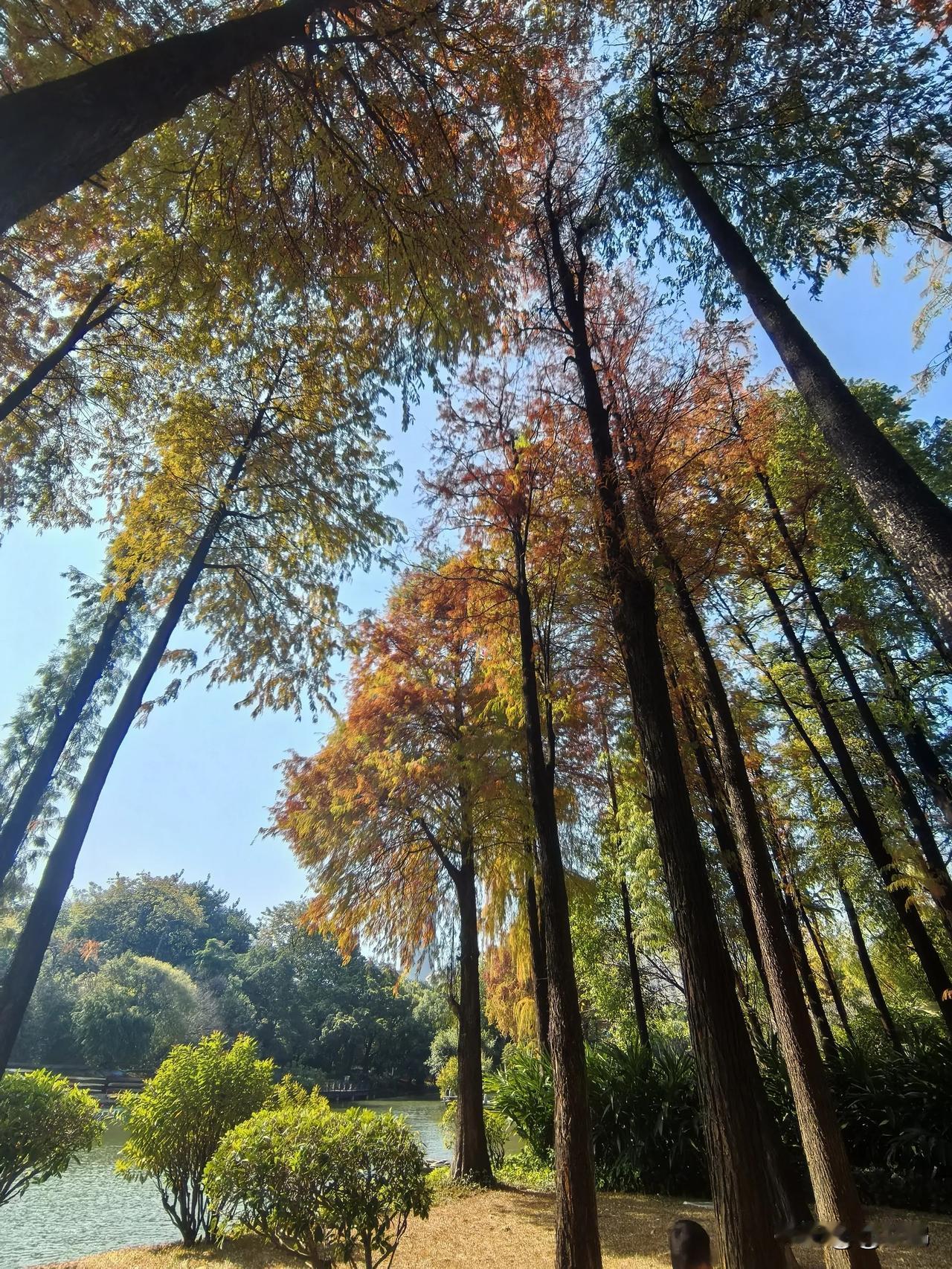 拍一张很高很高的树广州晓港公园一角随拍。