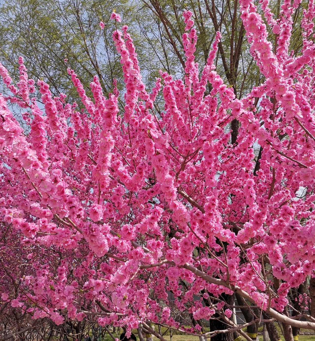 红桃花为了迎接春天，争相绽放，美不胜收！
