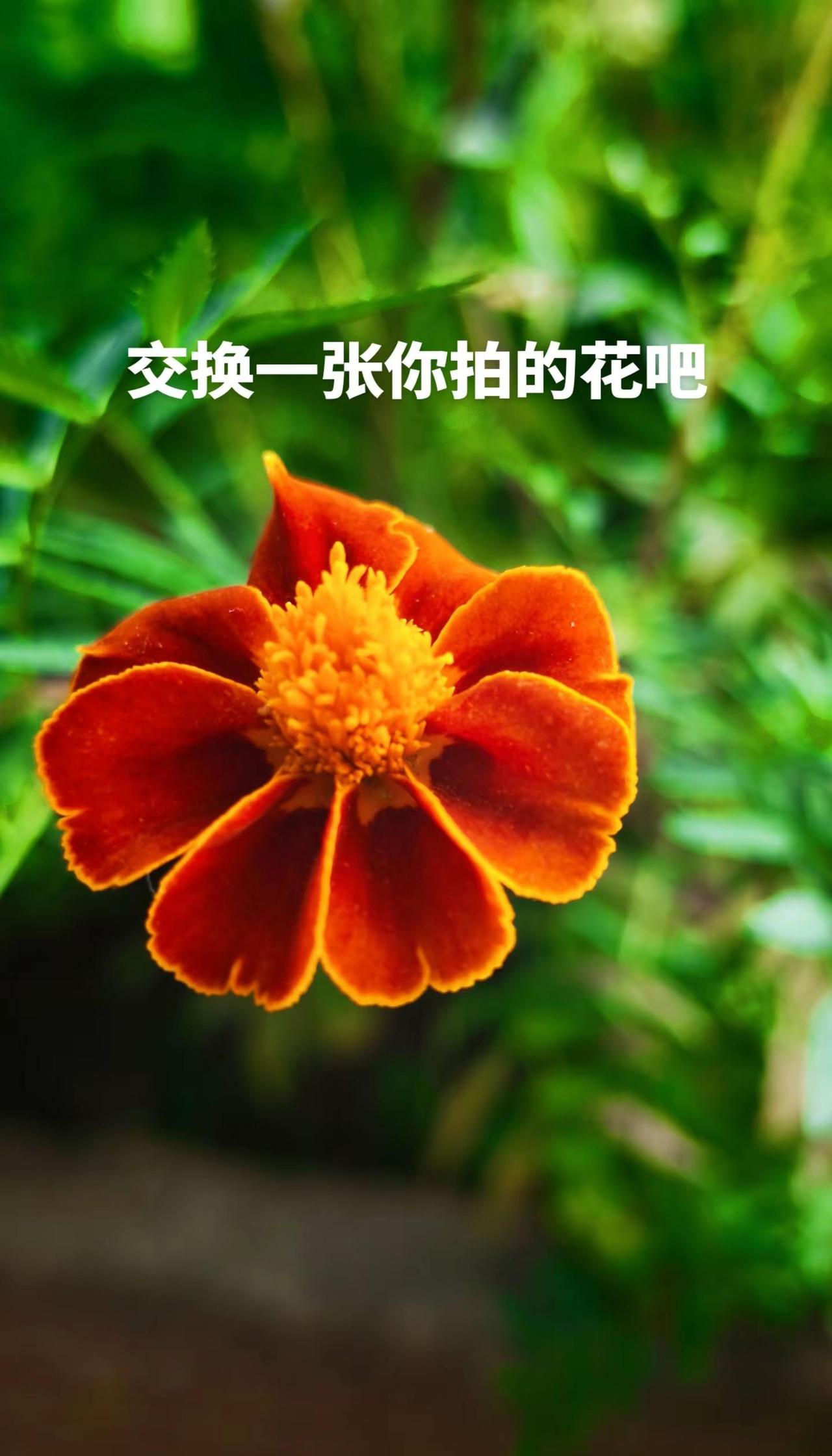 总有一些花开，惊艳了时光，浪漫了岁月，承蒙你的出现，够我欢喜好多年。手机摄影 万