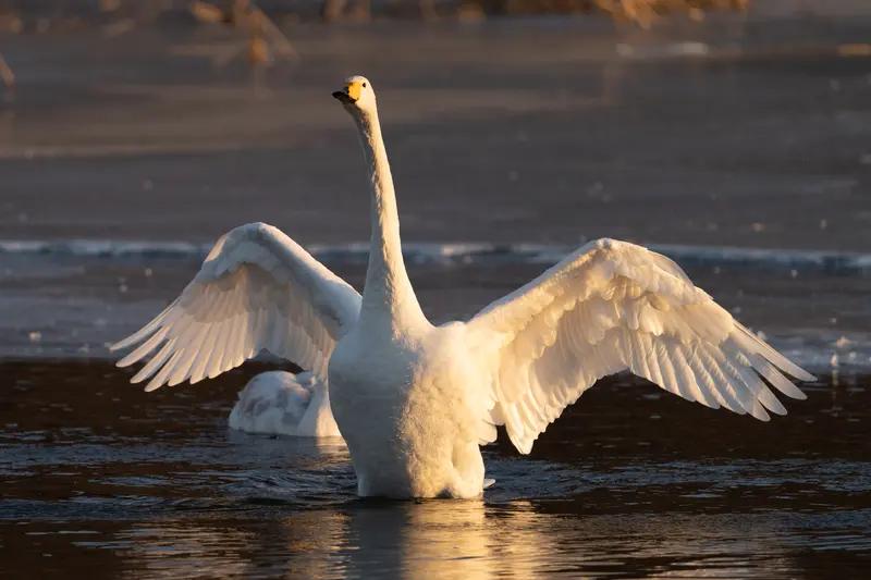 大天鹅和飞机的降落是一样的…[赞]