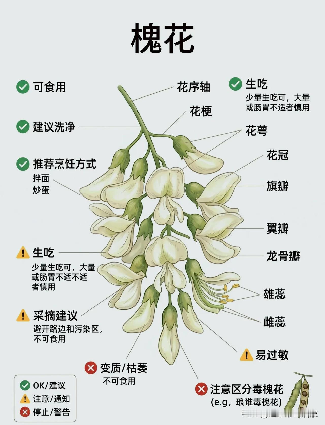 撸槐花的快乐，是刻在DNA里的春日限定记忆🌼
 
谁的童年里，没有一段爬树撸槐