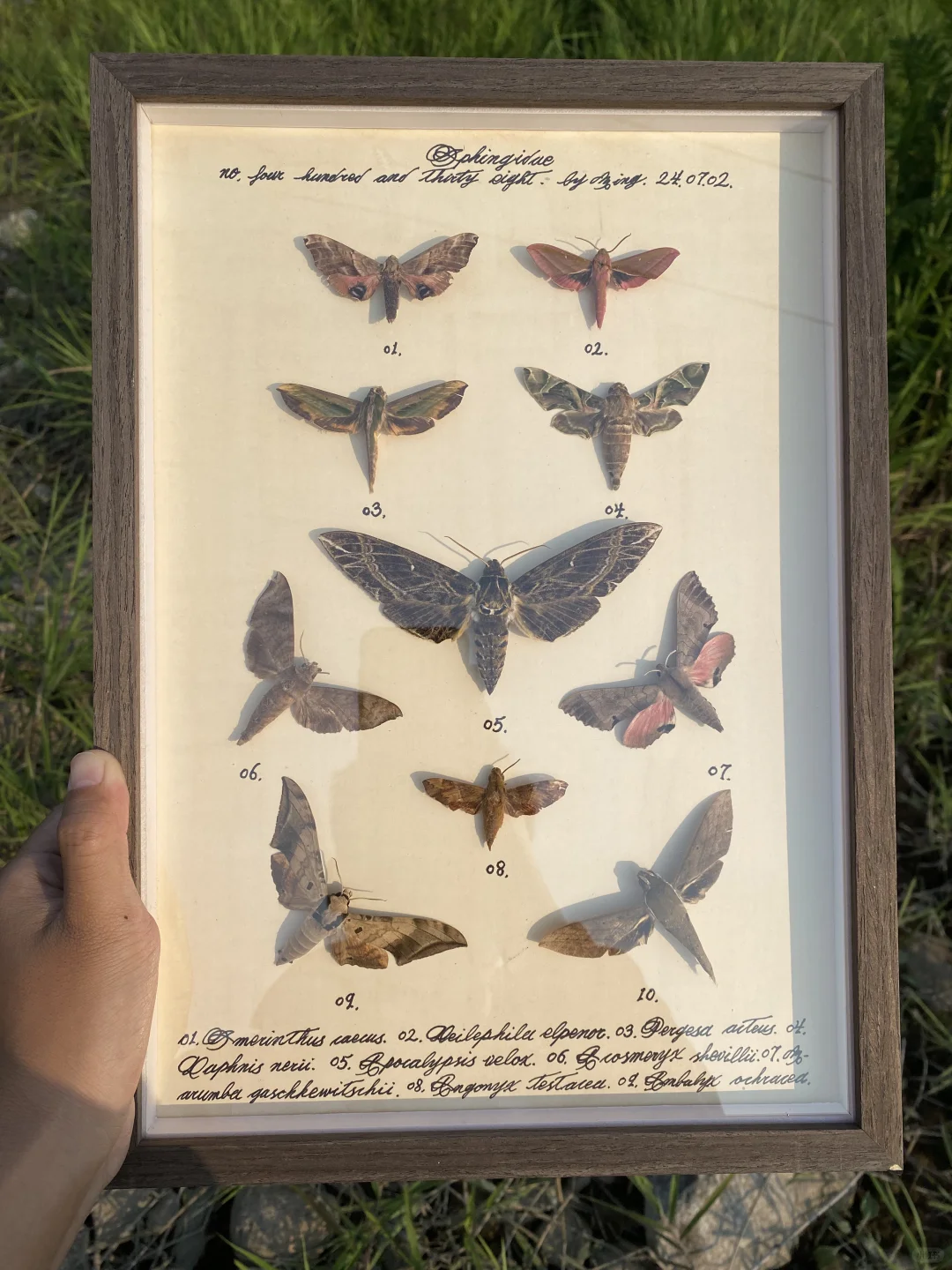 天蛾标本图鉴一幅