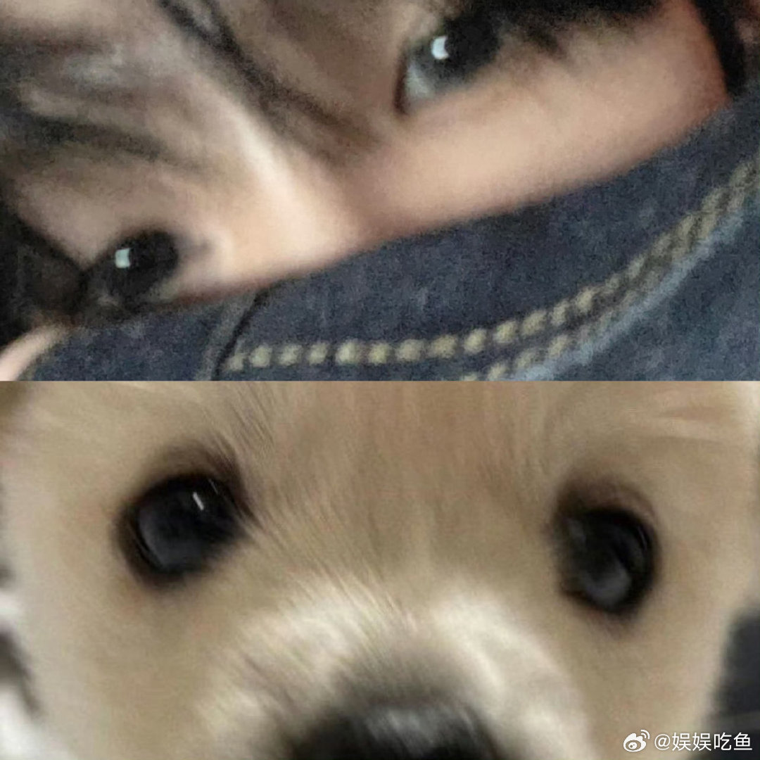 看九门想养狗的欲望达到了顶峰九门 谁能拒绝剧里忠诚又靠谱的小狗，看完疯狂心动，每