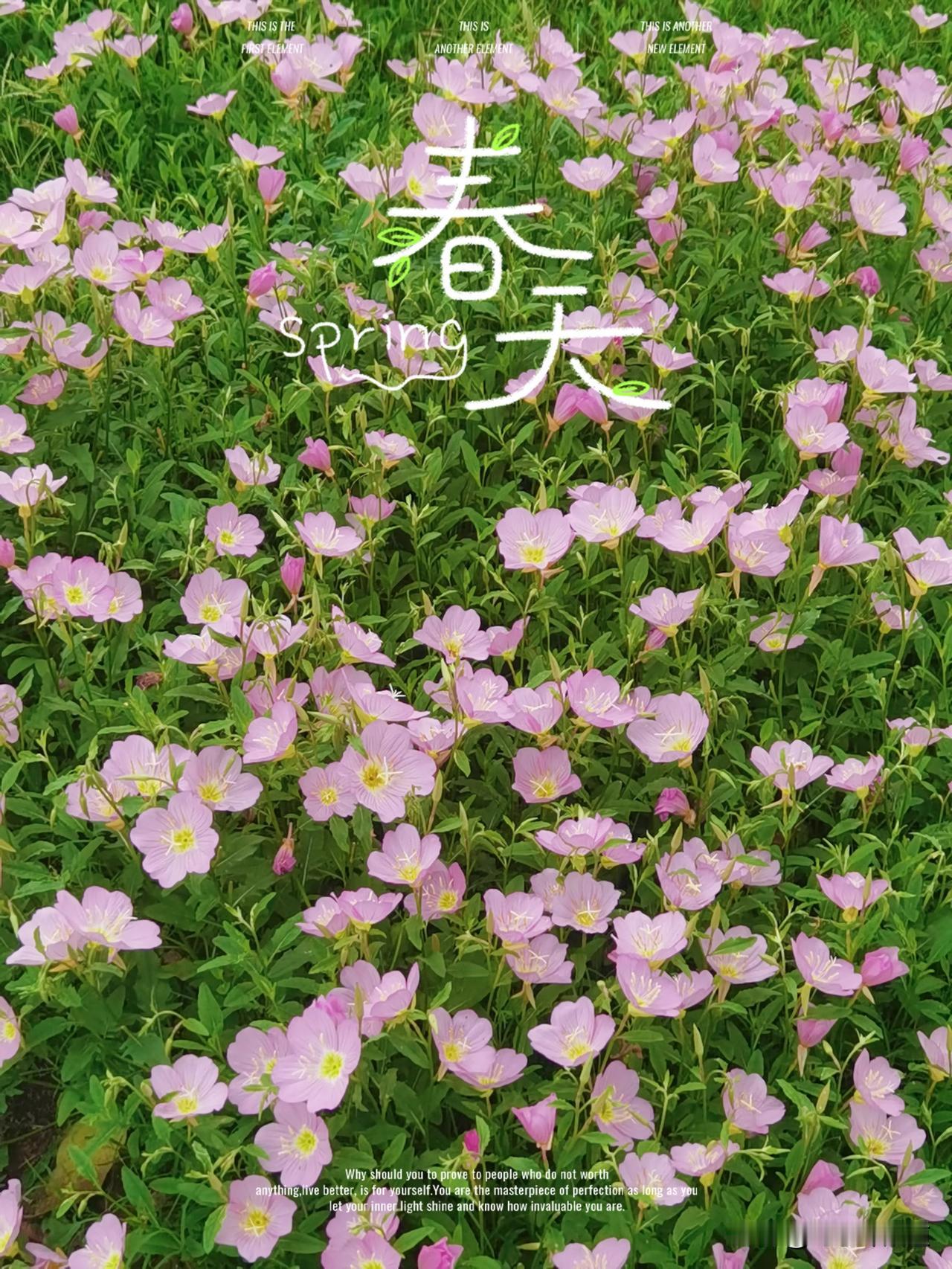 老屋门口的花好美，忘了叫什么花了，去年播的种子，今年开了一大片。