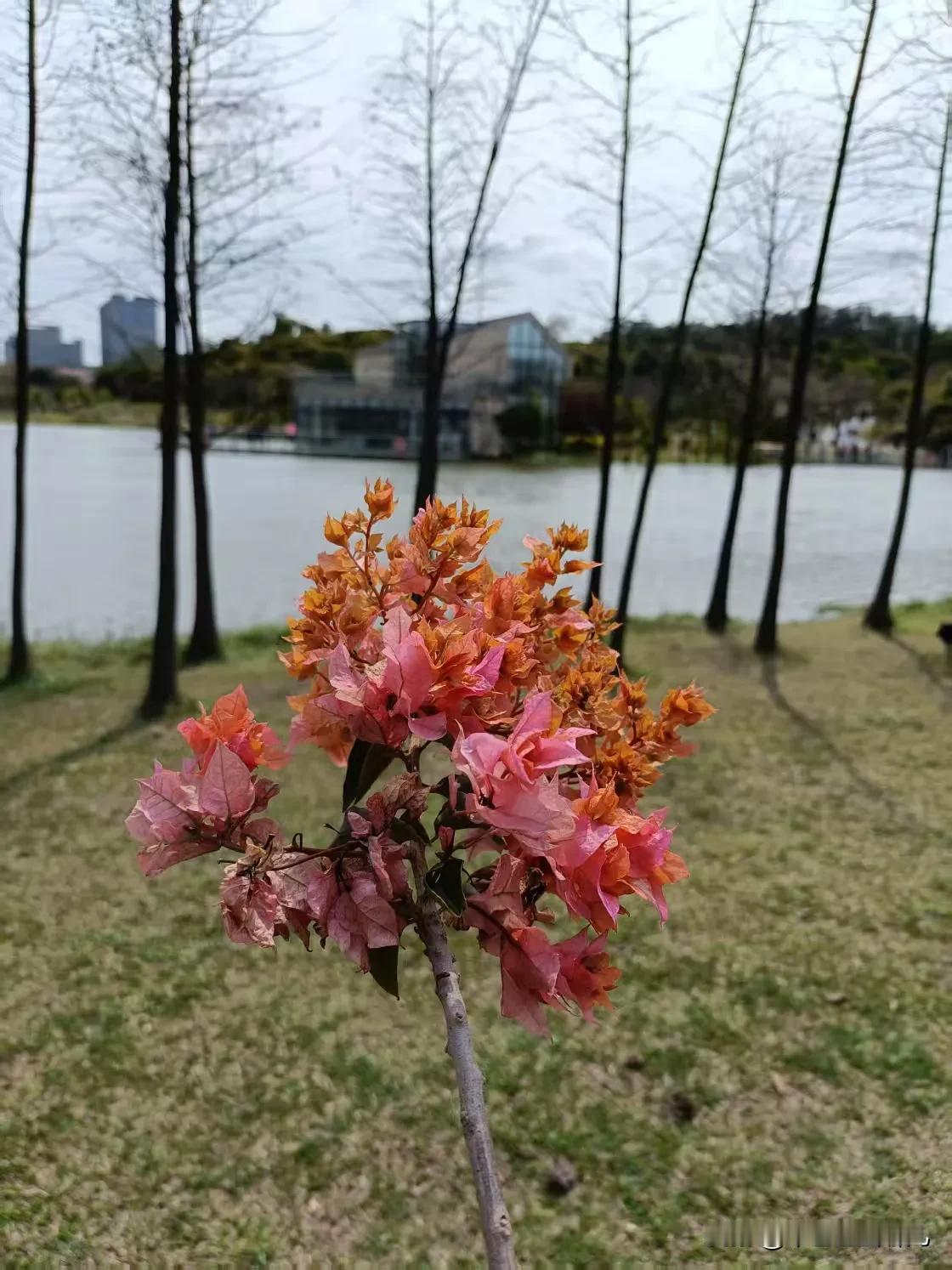 还在发愁周末去哪儿玩？来东莞植物园就对了！
周末阳光正暖，踏入园子，大片盛放的三