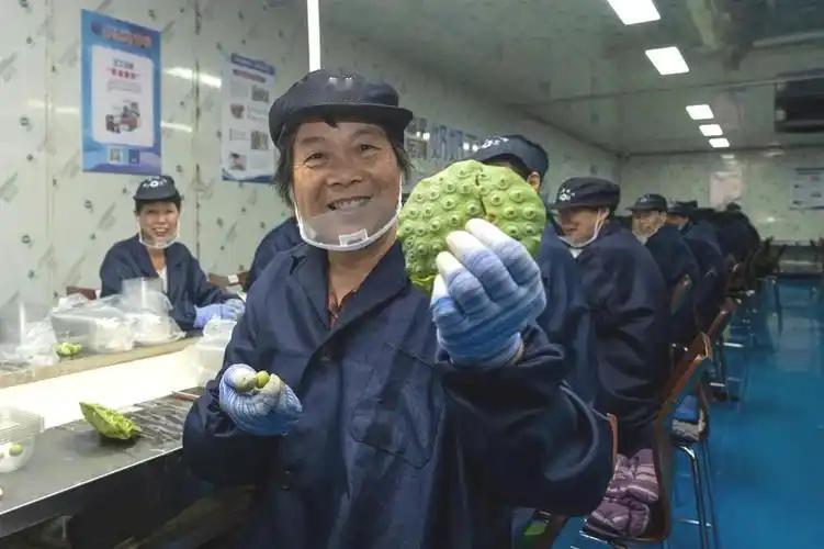 谁能料到，杭州这片荷花基地不靠年轻工人，一群白发奶奶硬生生做成特色产业样板，还顺