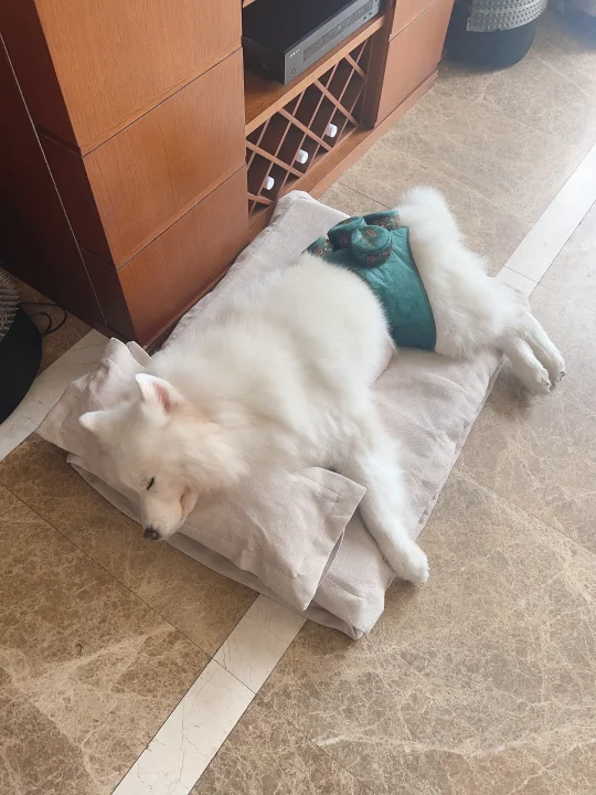 16岁关节炎的耶耶睡觉都在艾灸