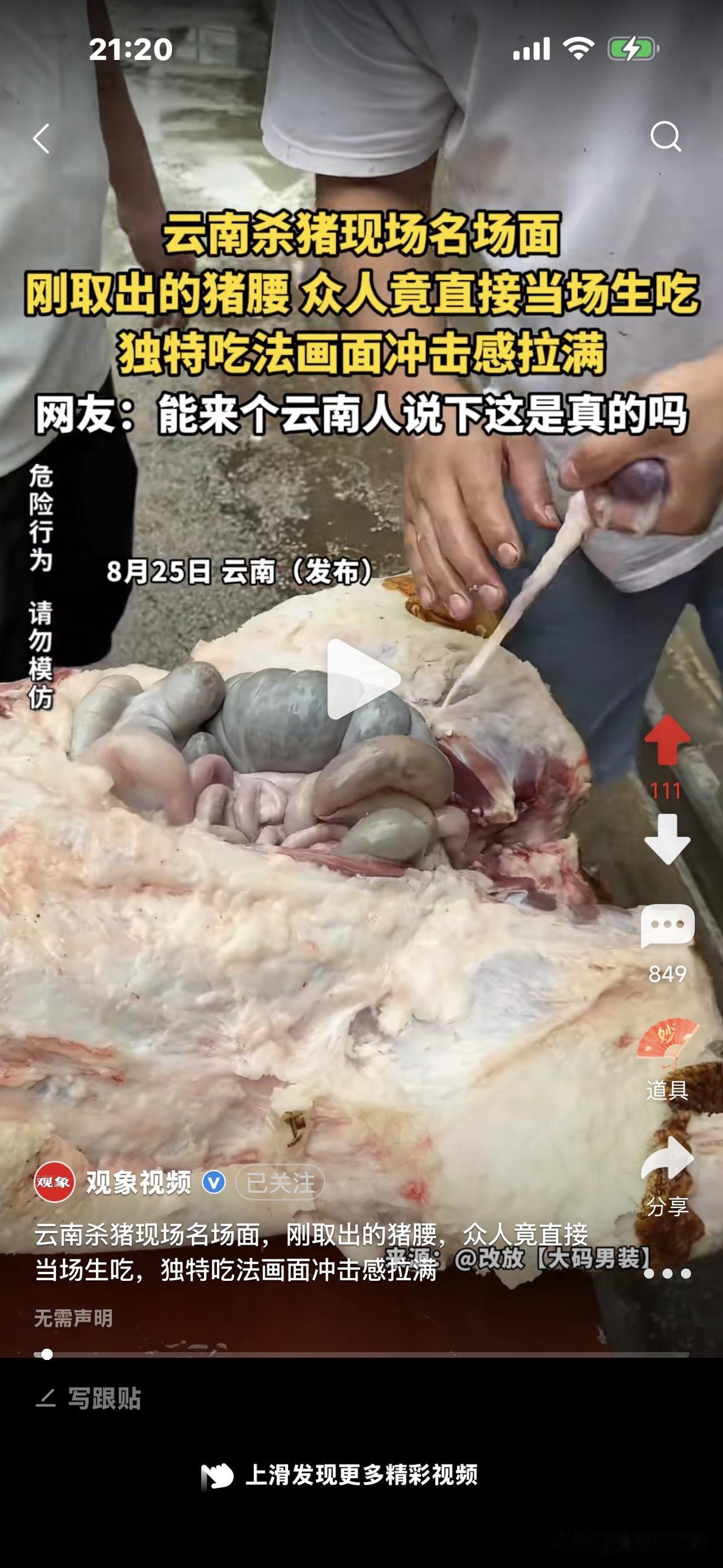 吓人，云南杀猪现场，刚取出的猪腰子，
小伙子们直接剥开包膜生吃，
看得我心里不适