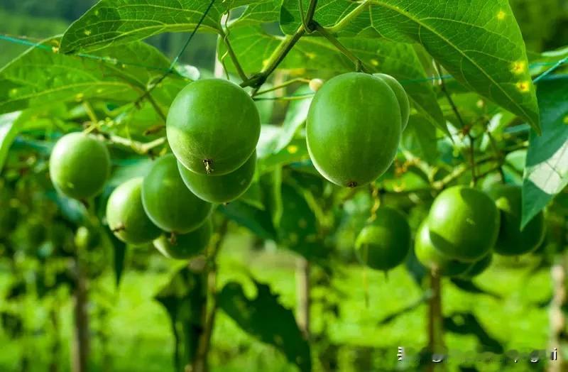 罗汉果升职记
 
圆滚滚像颗胖灯泡
裹着棕袍 自带褶皱时髦
传说深山里藏着仙方