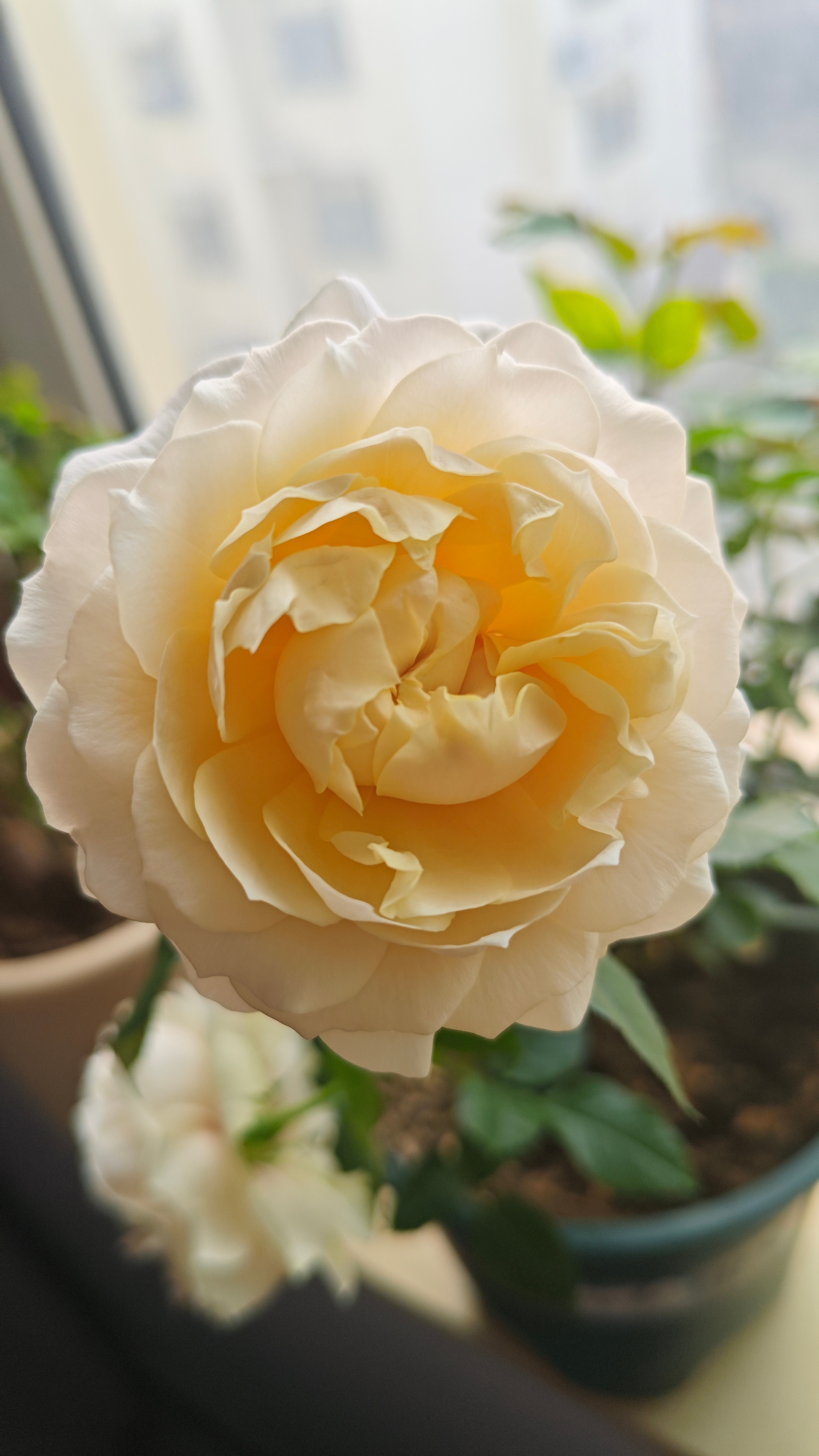 我对我喜欢的人讲，只要我还活着，我就一直在！（其实我现生也很专一，可以暗恋一个人