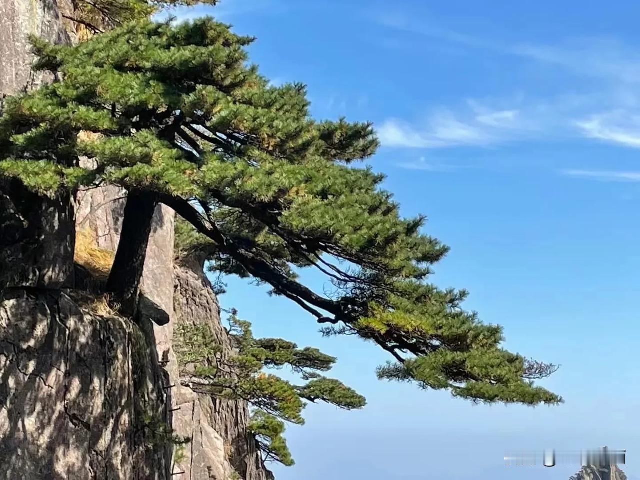 用一张照片证明你爬过黄山黄山迎客松