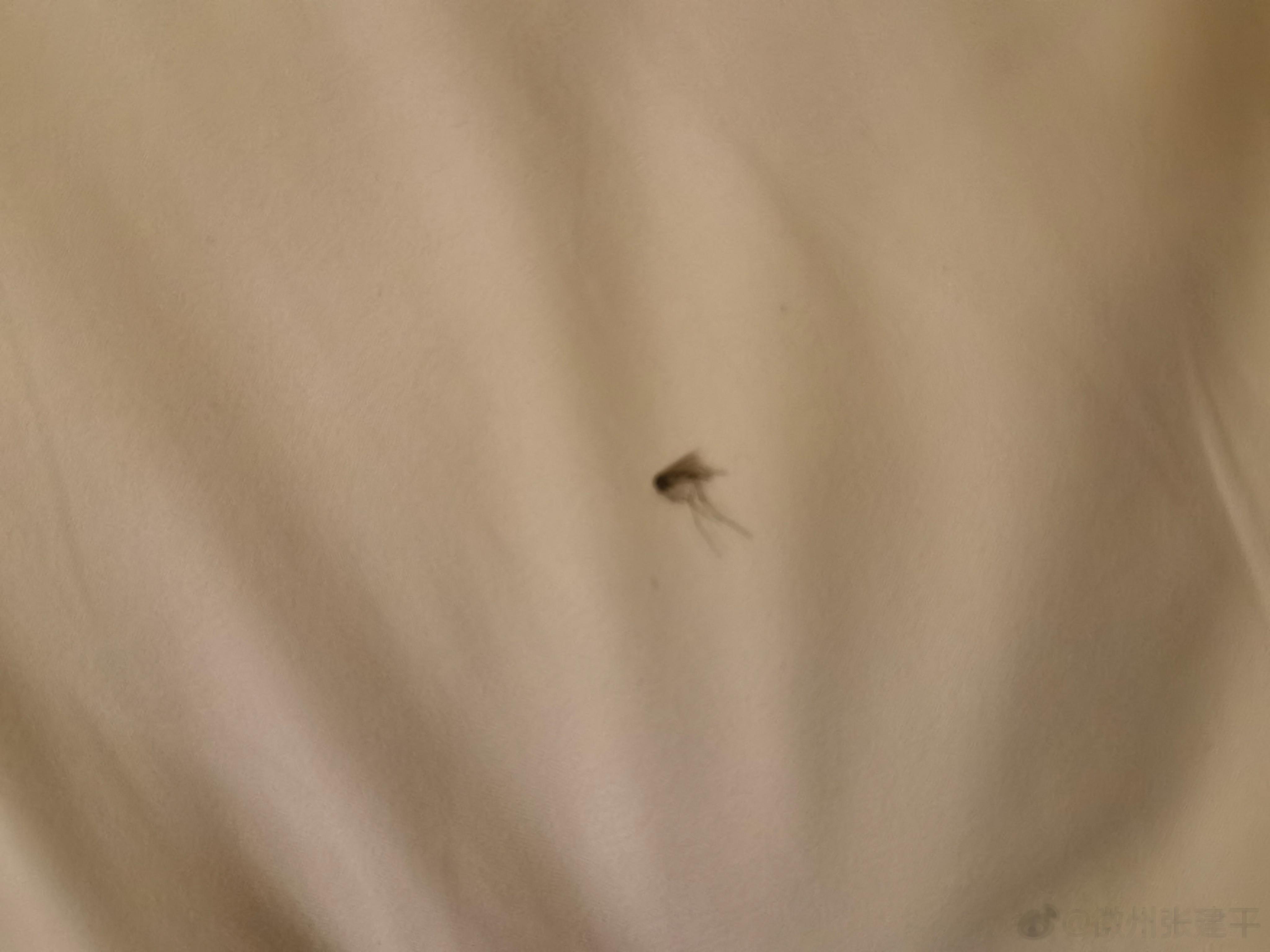 下辈子别钻人被窝了……被压成…… ​​​