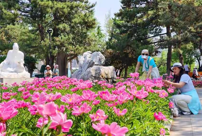 延吉公园的鲜花盛宴

走进延吉公园，最先迎接我的是一阵若有若无的香气。循着香气往