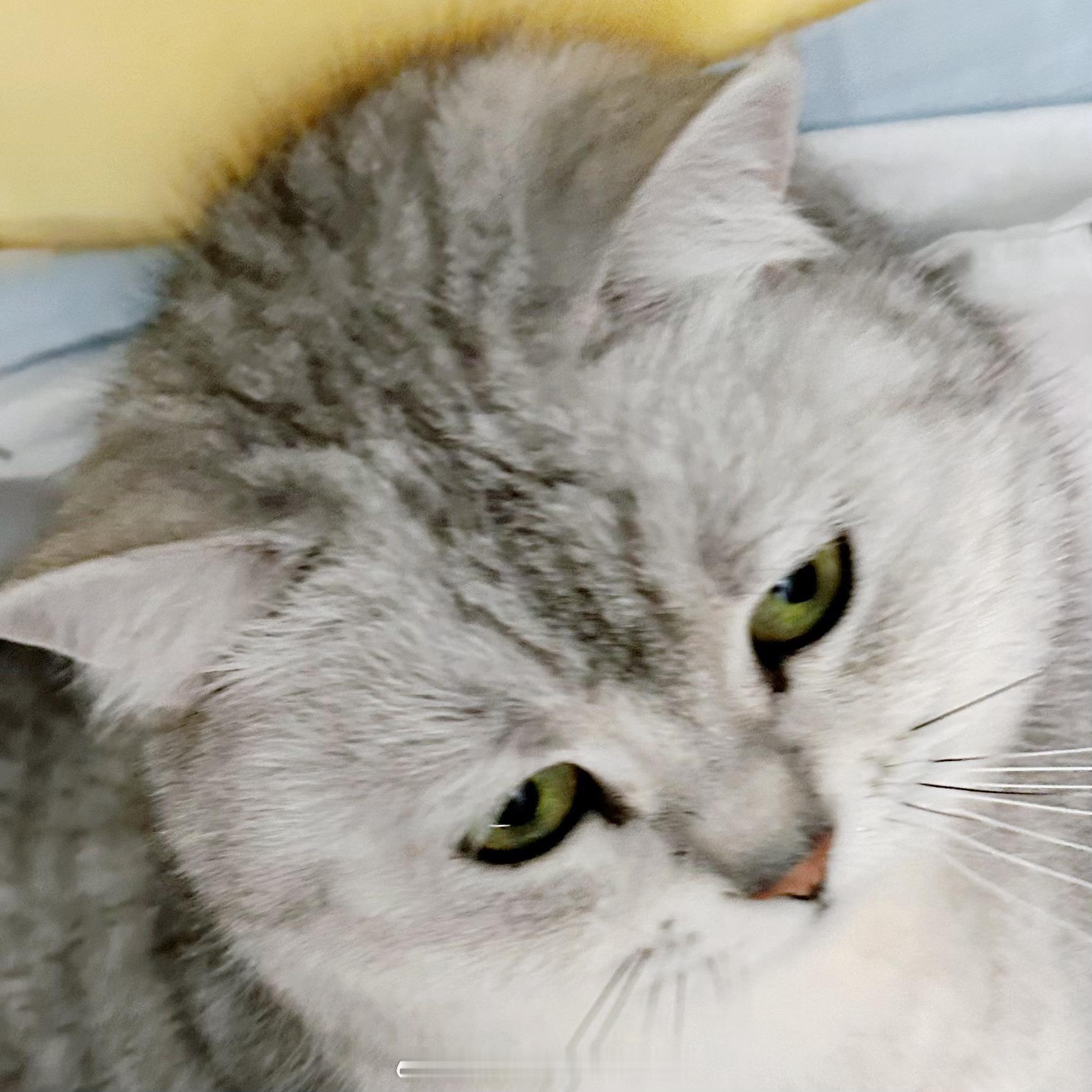 中年危机就是打工被无良老板欠钱摆摊被城管赶开网店被网络小警察举报猫咪饮水机坏了猫