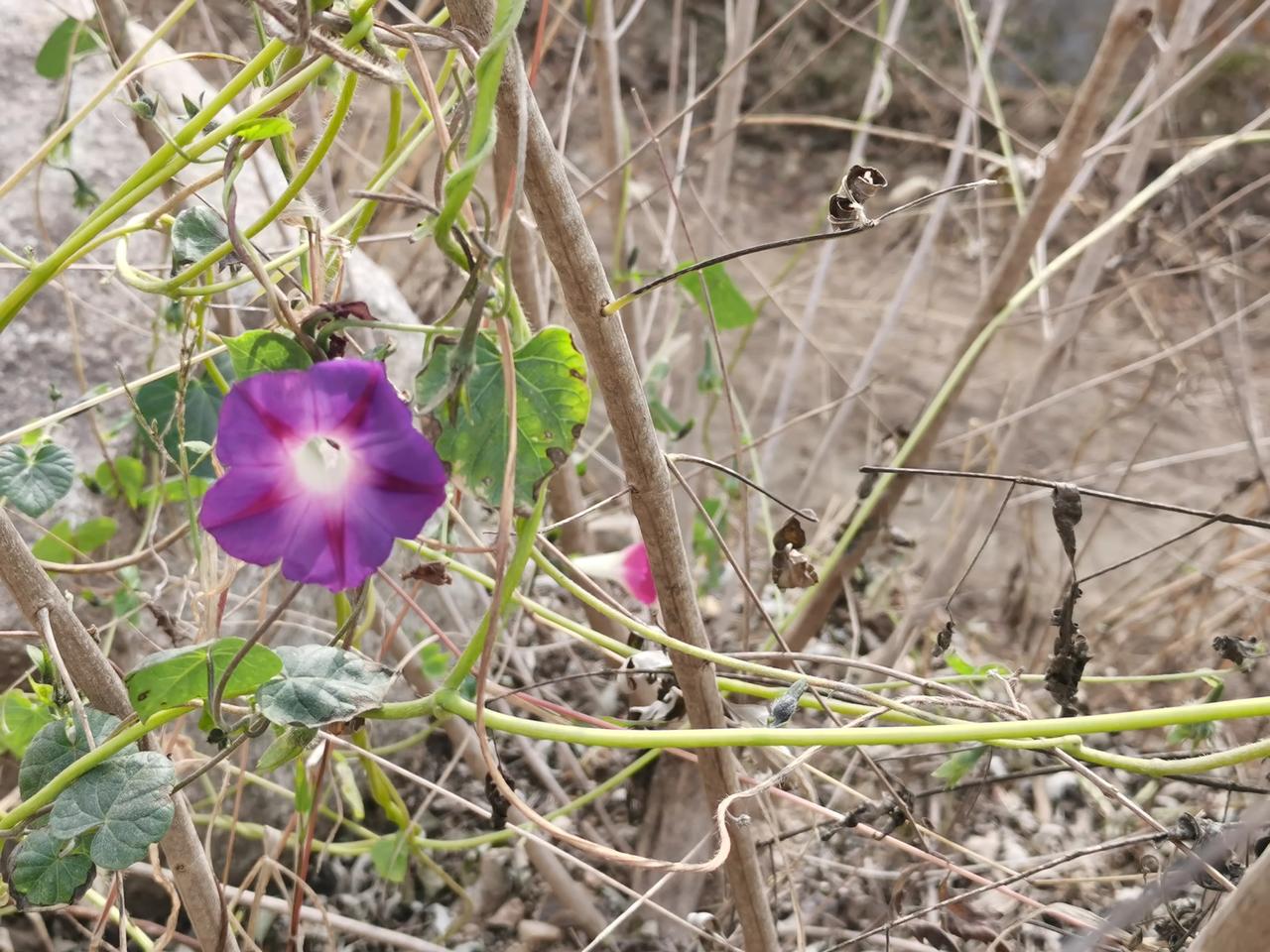 #分享一张随手拍的花。#冬天里的奇葩之美！