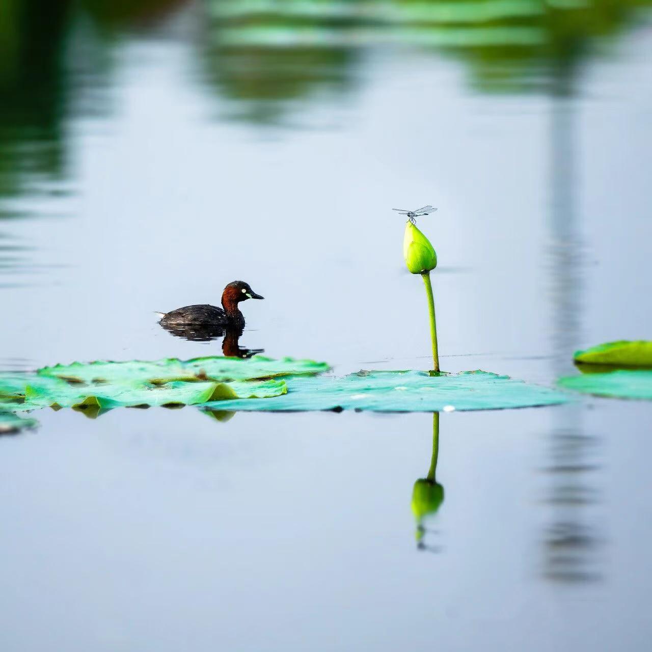 一点蜓……