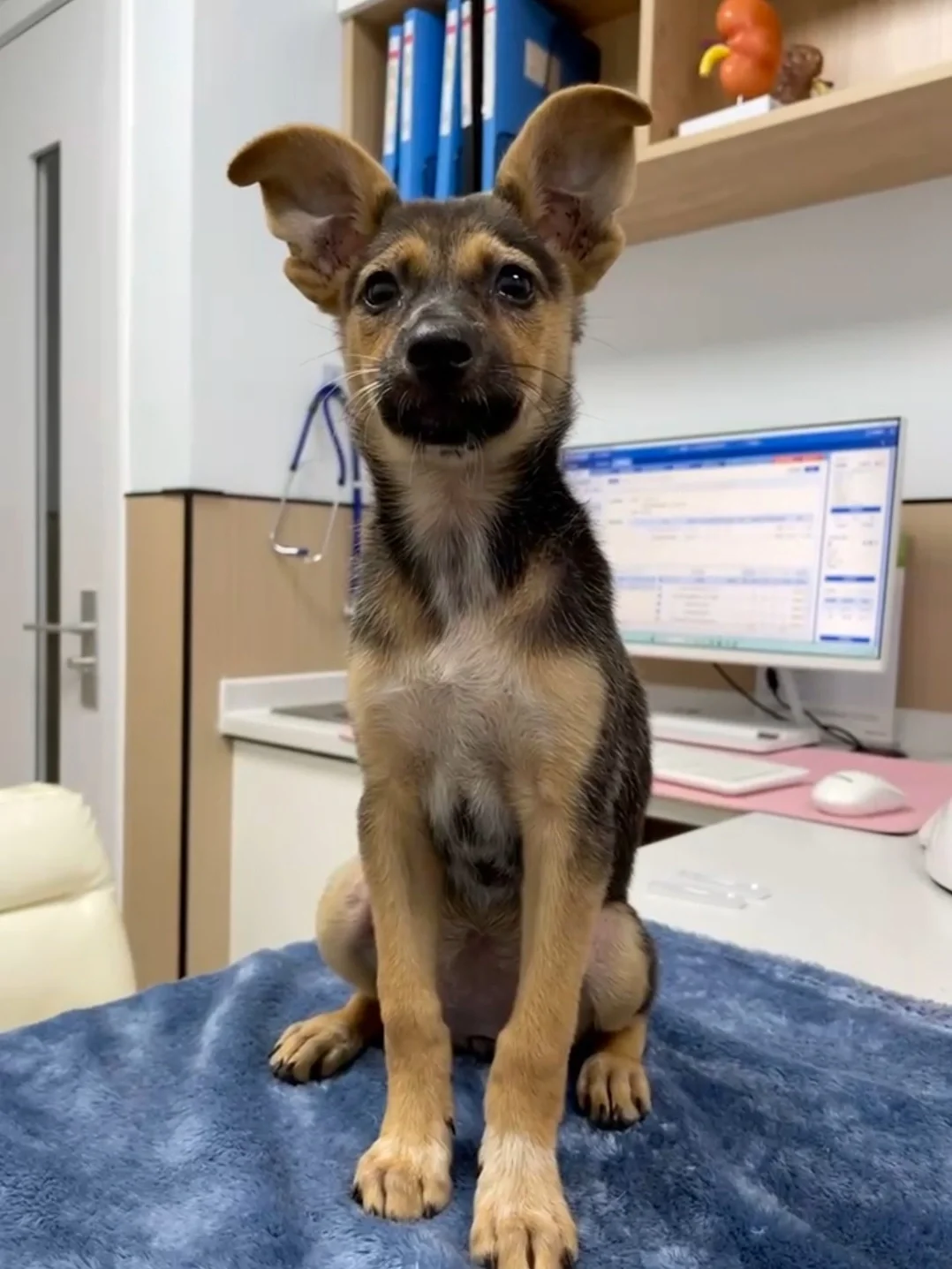 上海的家人们有没有想领养小狗的呀