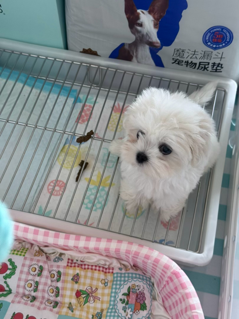 太聪明了…回家直接在厕所拉屎拉尿…根本没教 