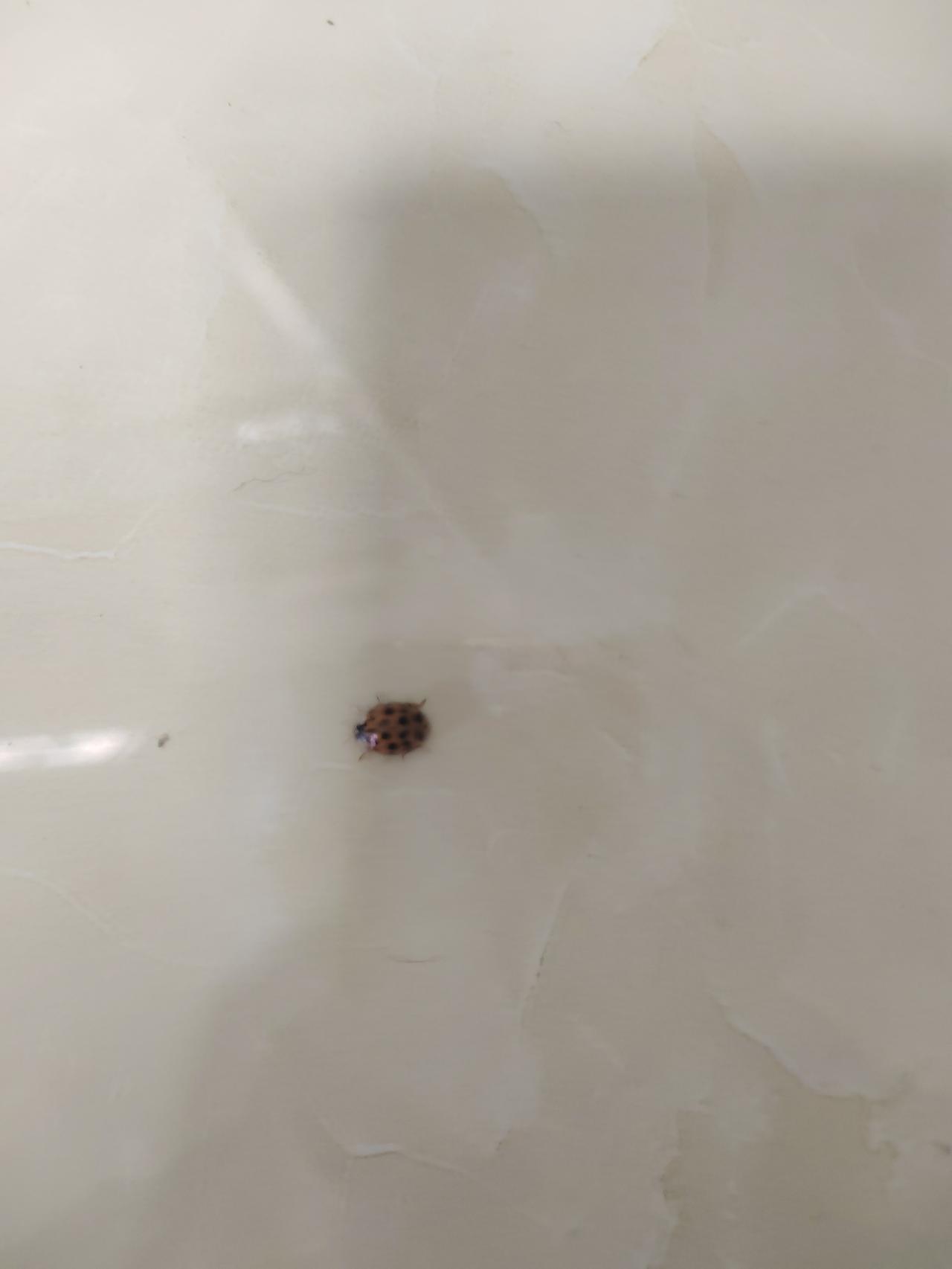 看看这是什么？冬天屋子里发现的花大姐！就是所谓的七星瓢虫，为啥命这么大，冬天还能