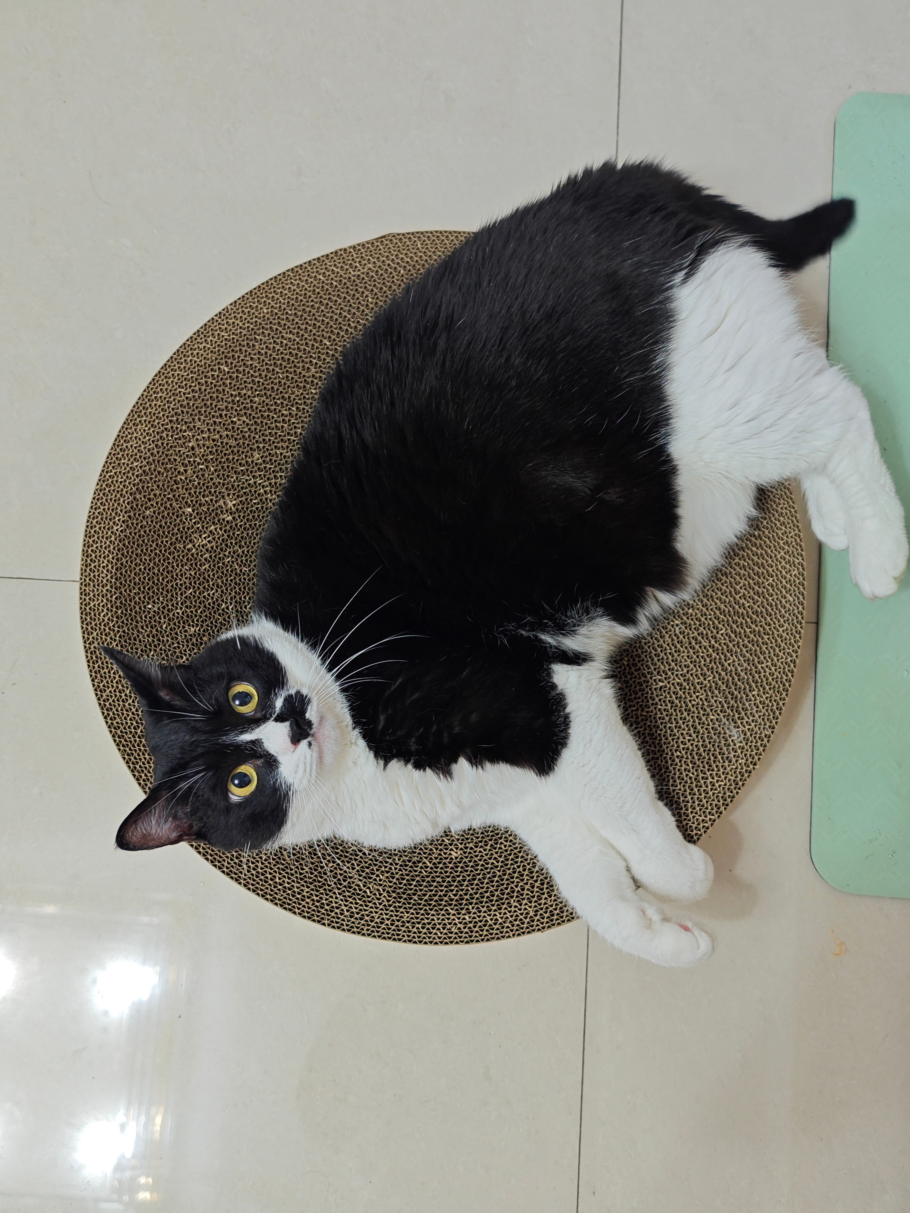已知这个猫抓板φ是 48cm，求囍子的截面积 