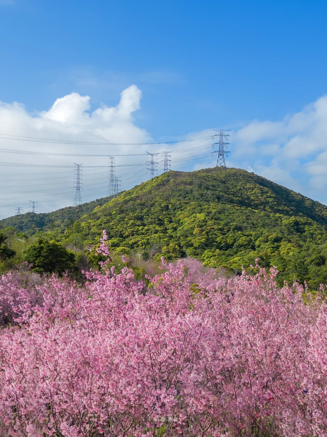 深圳最美樱花，错过再等一年‼️