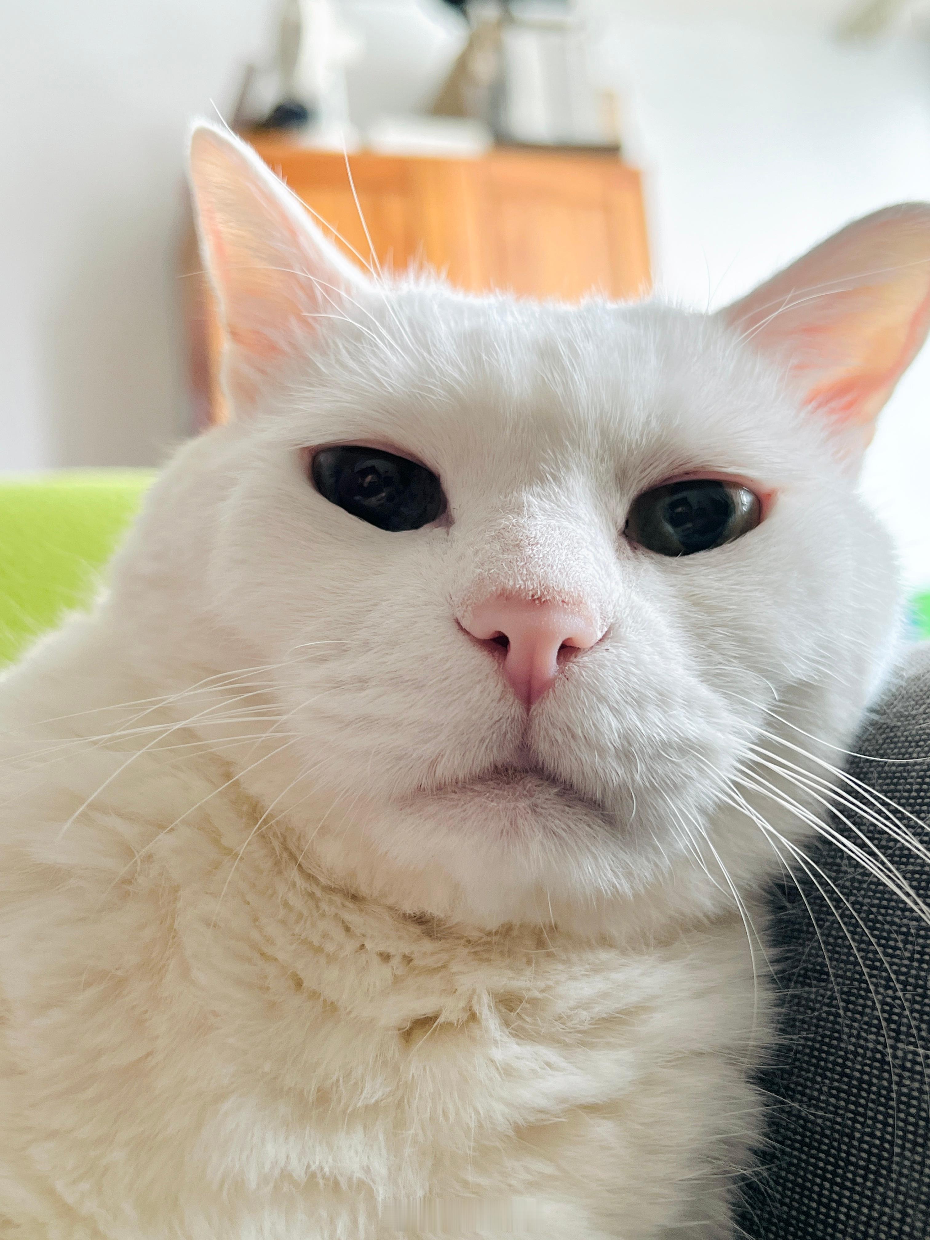 今日老寶[舔屏] ​​​