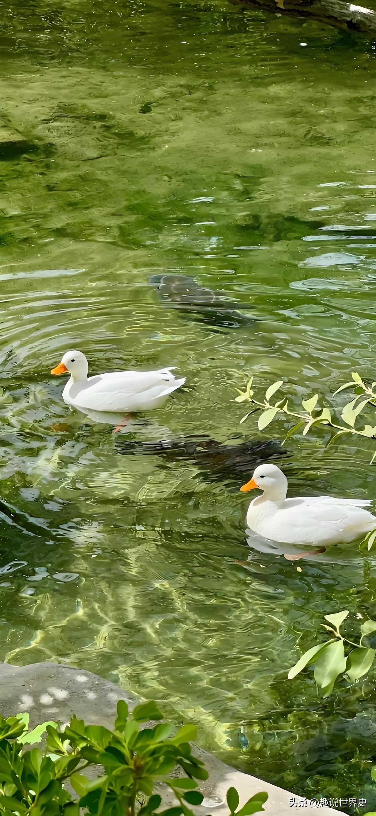 春天的力量，不在于盛开，而在于苏醒。
*【英】托马斯•哈代
春之序章 永不凋落的