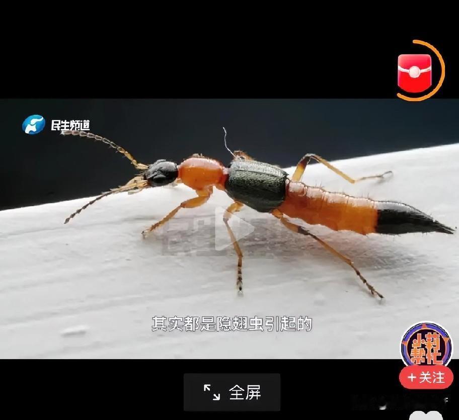 近日，河南一女子夹死爬到腋下的隐翅虫，隔天腋窝和大臂皮肤就大面积溃烂，长满脓包，