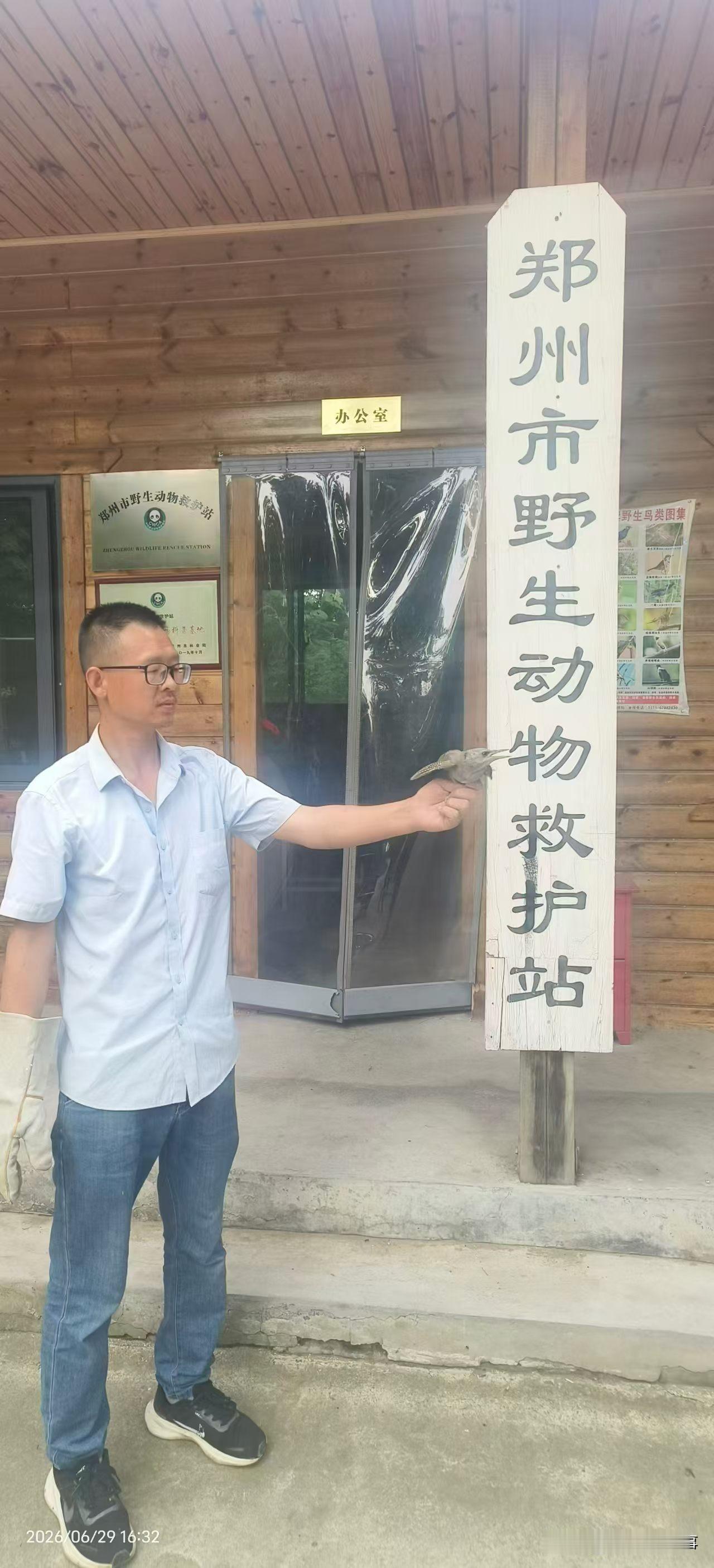 2026年6月29日，郑州市野生动物救护站工作人员，前往郑州市郑东新区黄河南路与