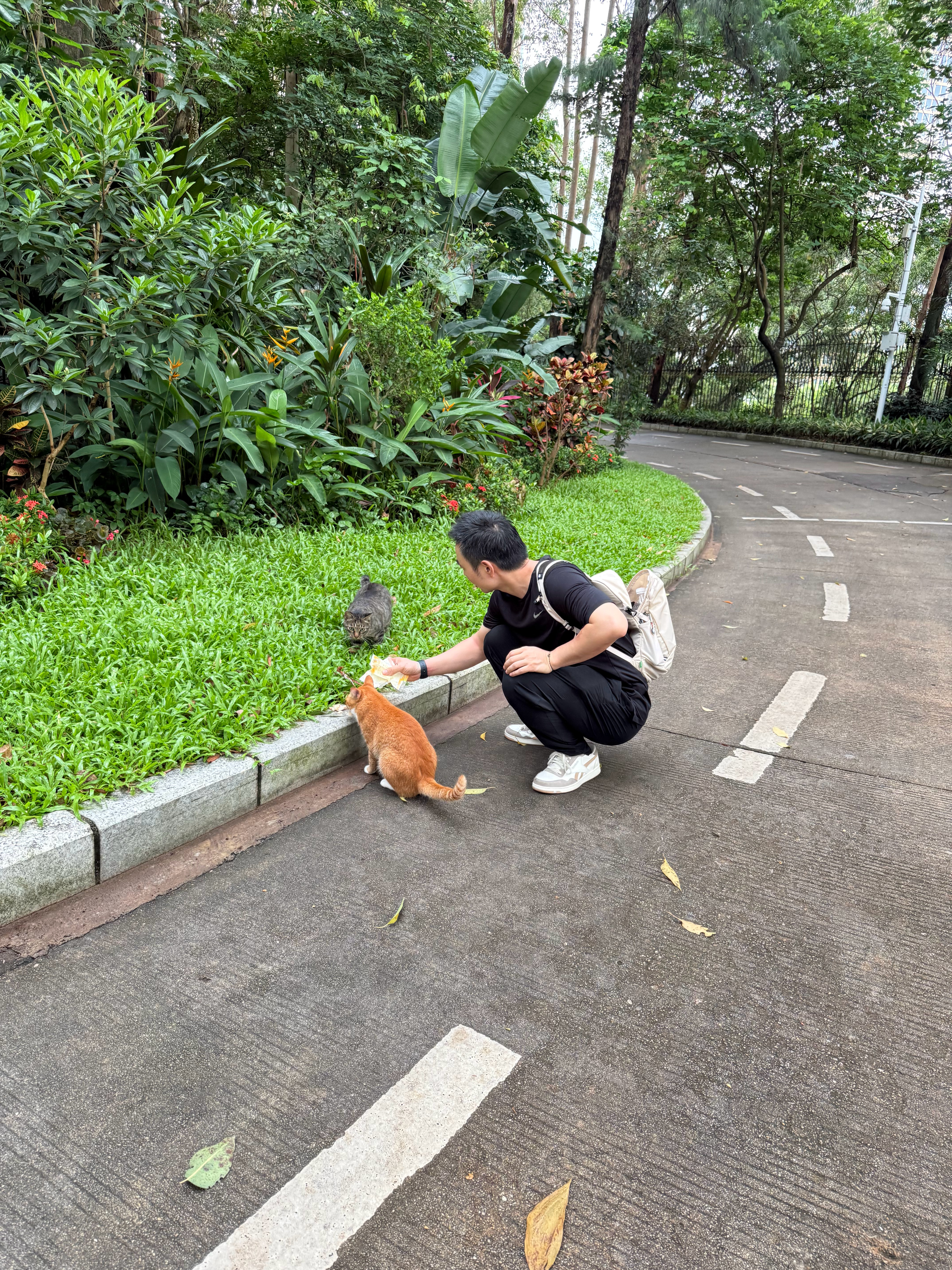 我背包里装满了好吃的，以鸡胸肉为主，这样流浪猫又补充了营养又补充了水分。猫 深圳