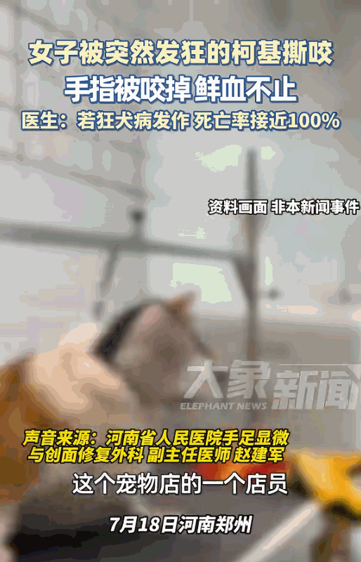 “太吓人了！”河南郑州，一22岁女子在宠物店给柯基洗澡时，没曾想，它竟然突然朝着