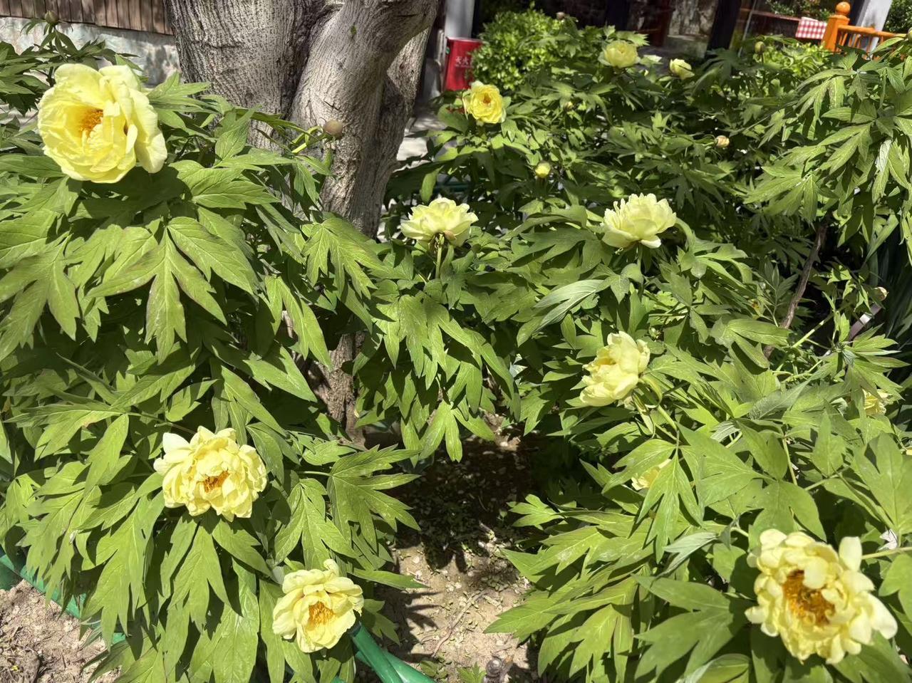 晒图笔记大赛随手拍花卉