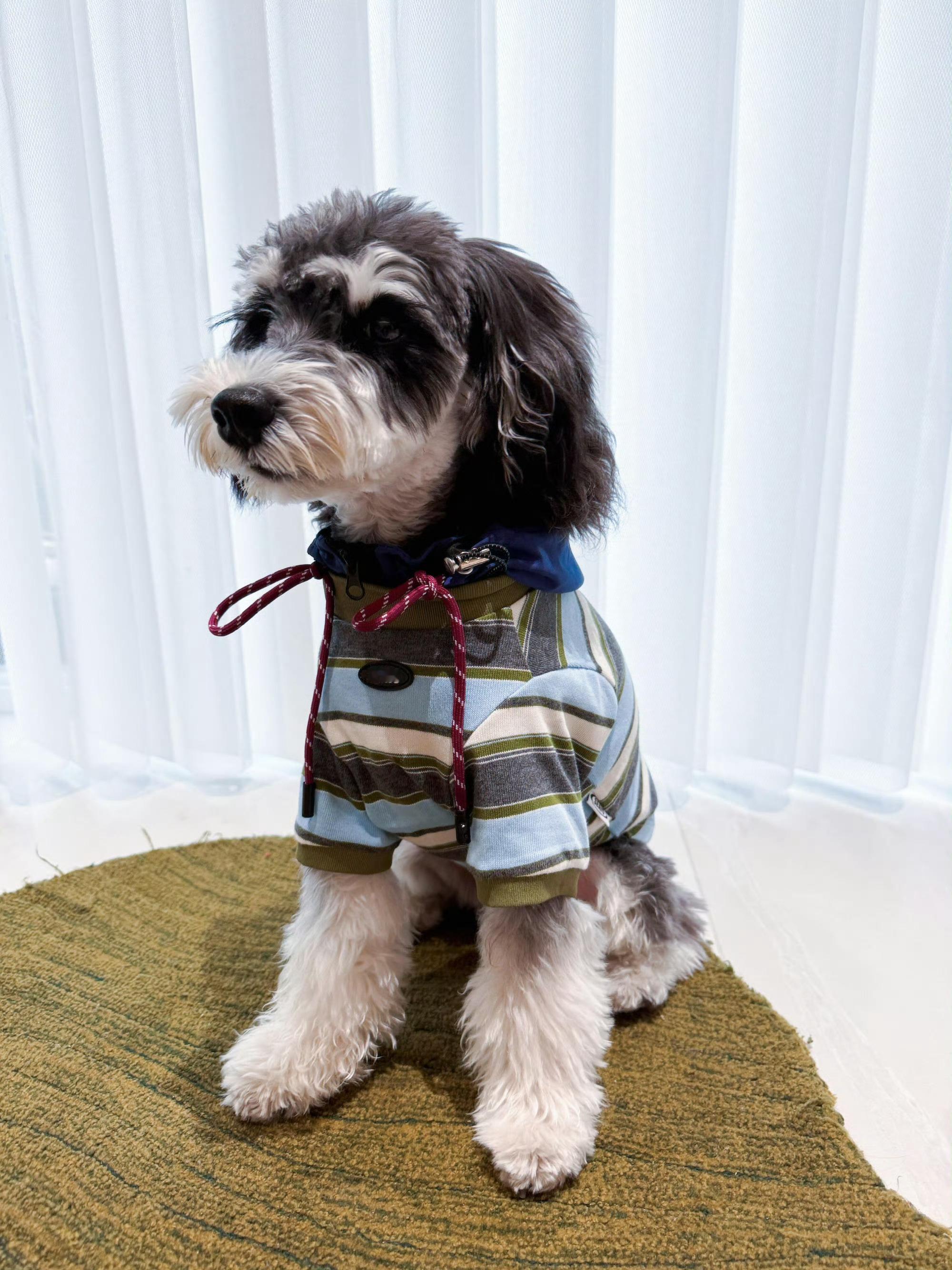 狗 中 王一博，小狗来了也得跟王一博学穿搭，变身小酷🐶 