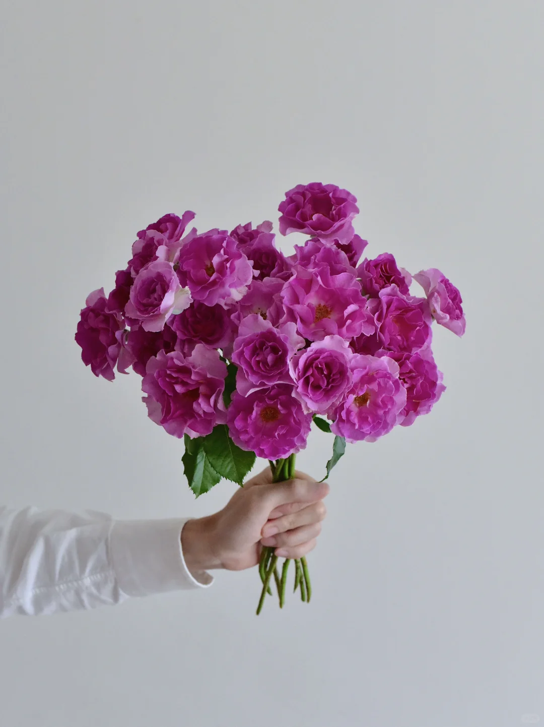 三木谷玫瑰庄园·杯状蓝眼