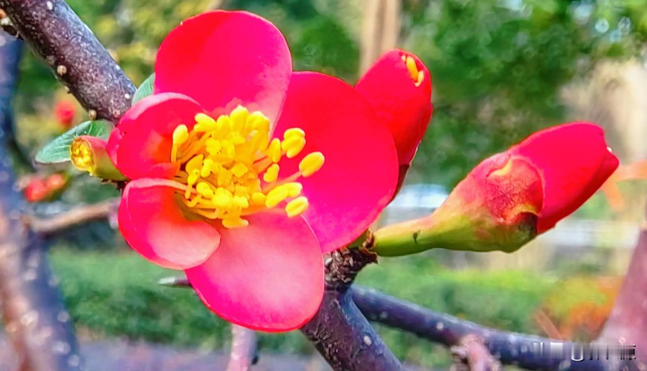 雨水时节，万州区莲花公园贴梗海棠花儿盛开，红红的花辨，黄丝丝的花芯，婀娜妩媚，超