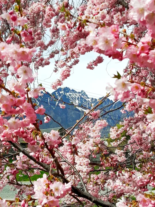 新西兰南岛🌸5个0热度赏樱地✨本地人私藏