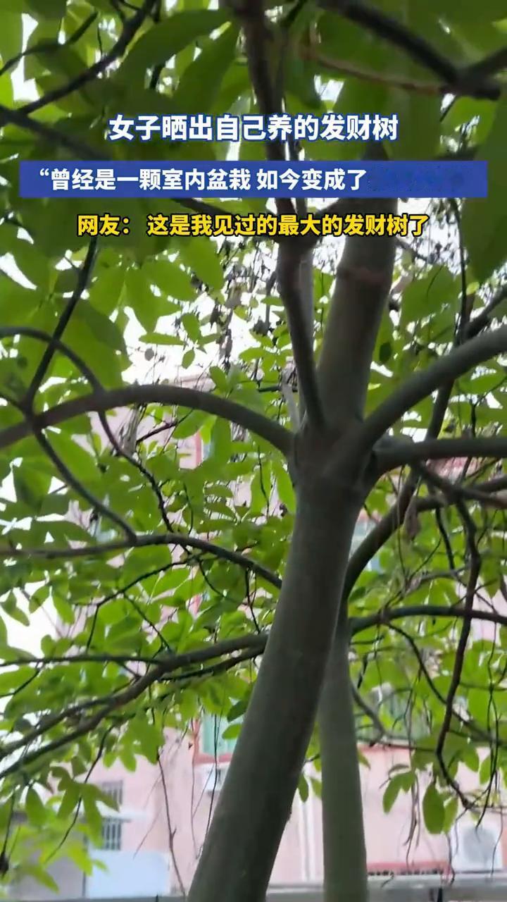 女子晒出自己养的发财树，"曾经是一颗室内盆栽，如今变成了参天大树"。网友：这是我