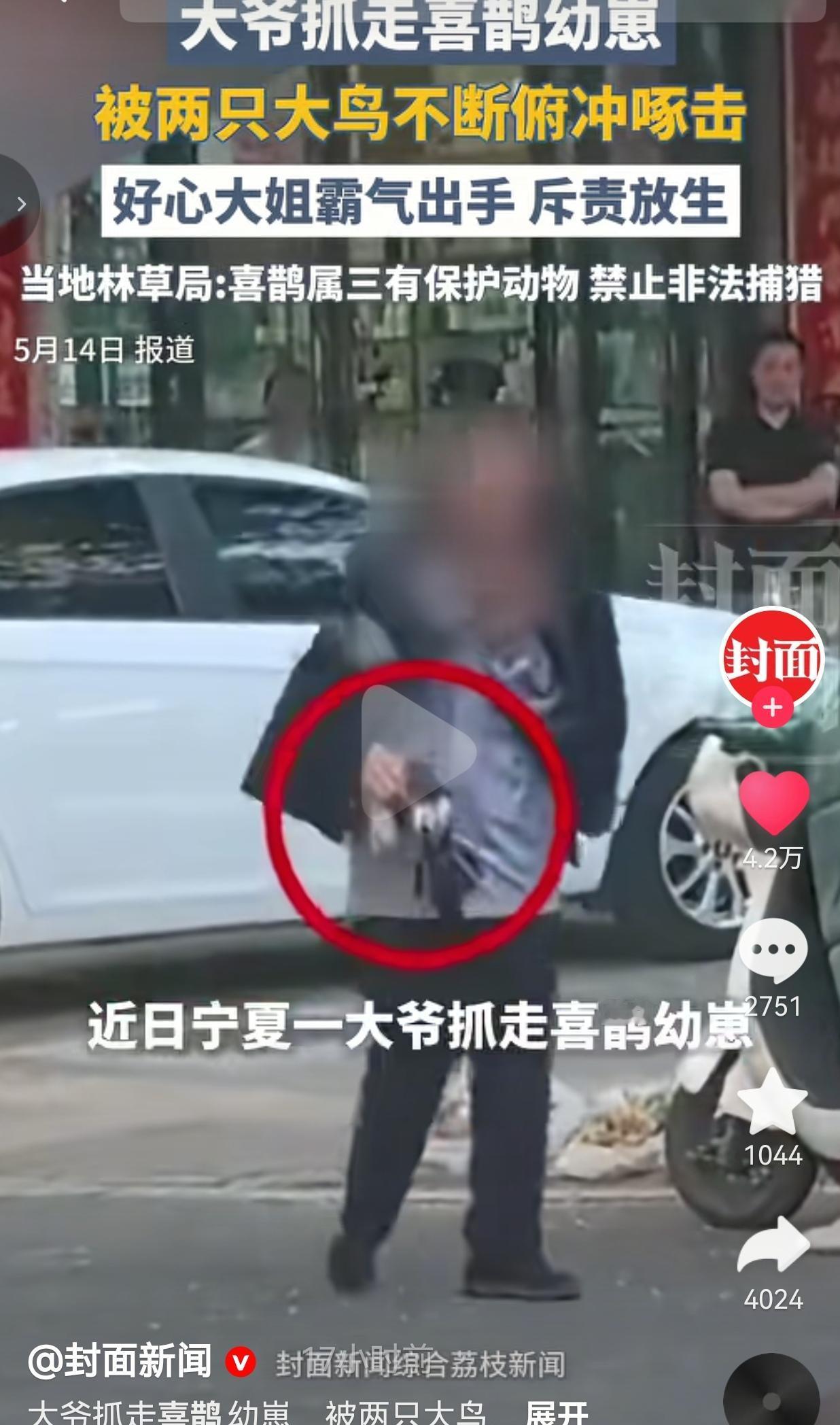 大爷抓喜鹊幼崽被大鸟追啄，路人大姐当场怒怼：你要不要点脸？
 
5月12日宁夏吴