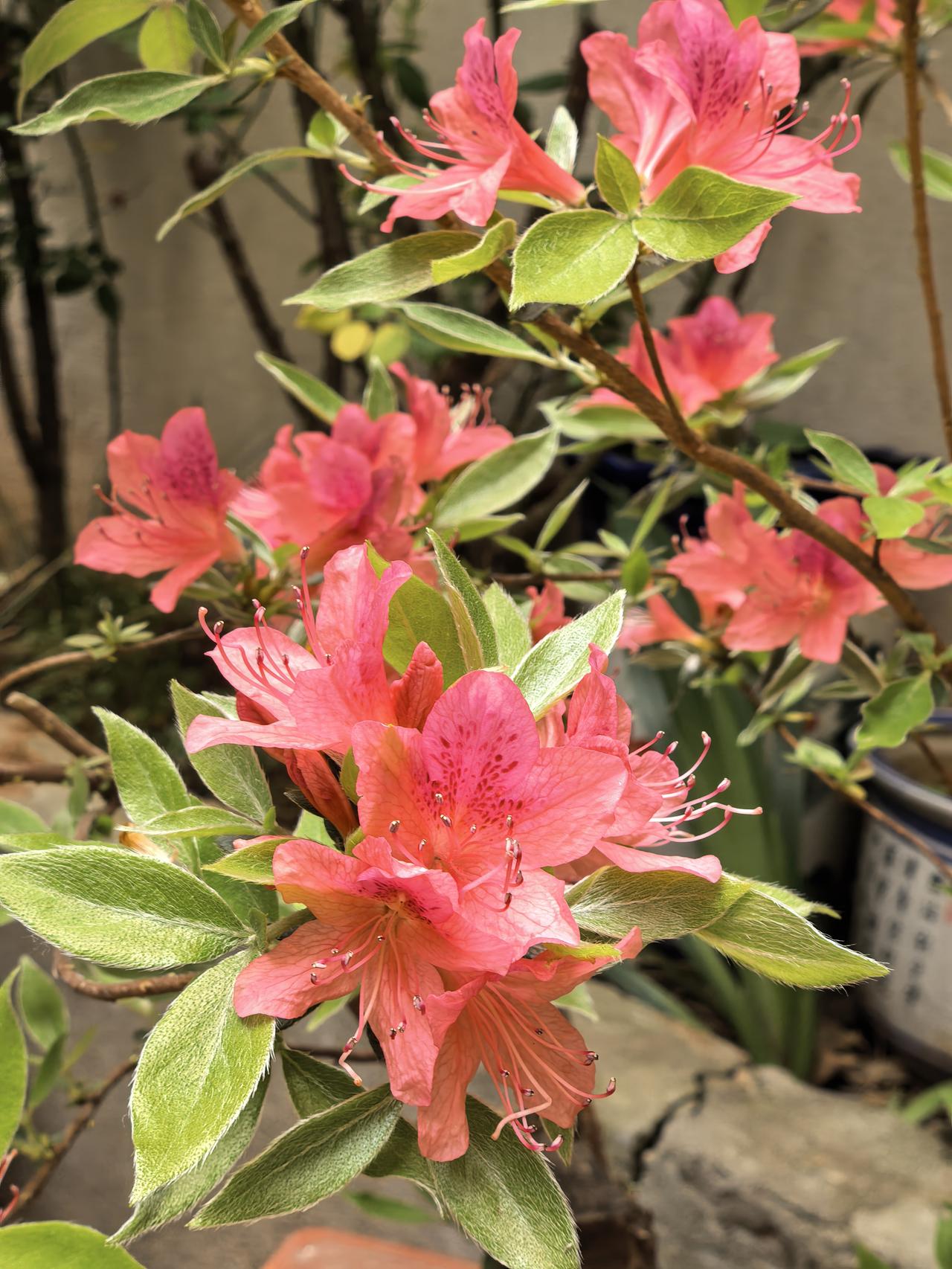 我家小院子里的盆景杜鹃花今年又开花了，粉红色的花朵一簇簇细细的花蕊非常漂亮，赏心