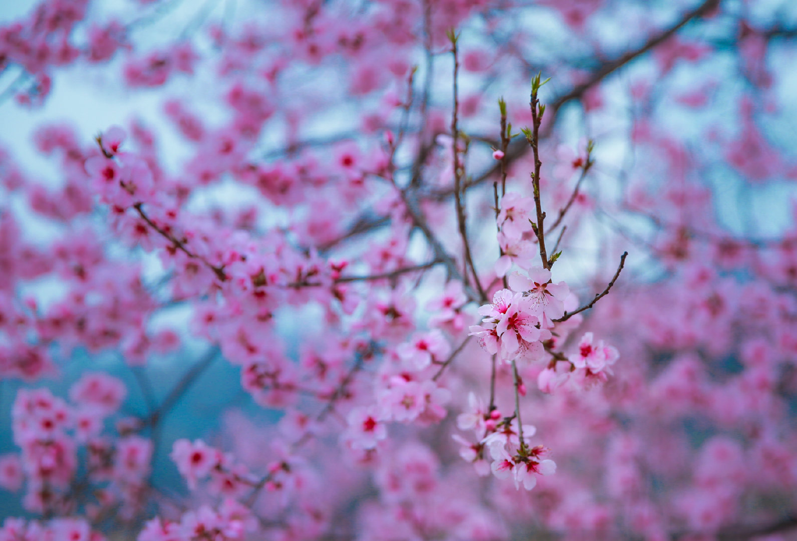#阿山播天气# 3月18日，云台山 晴 3/20℃#318起正式进入春天# 浪漫