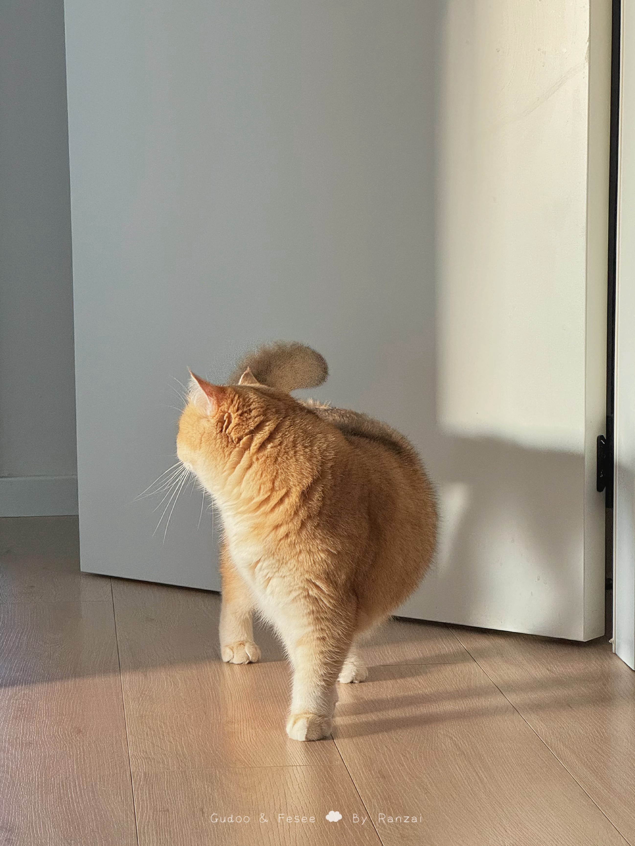 金色小猫真可爱呀[awsl]#菇冬怎么肥四[超话]##萌宠种草节# ​​​