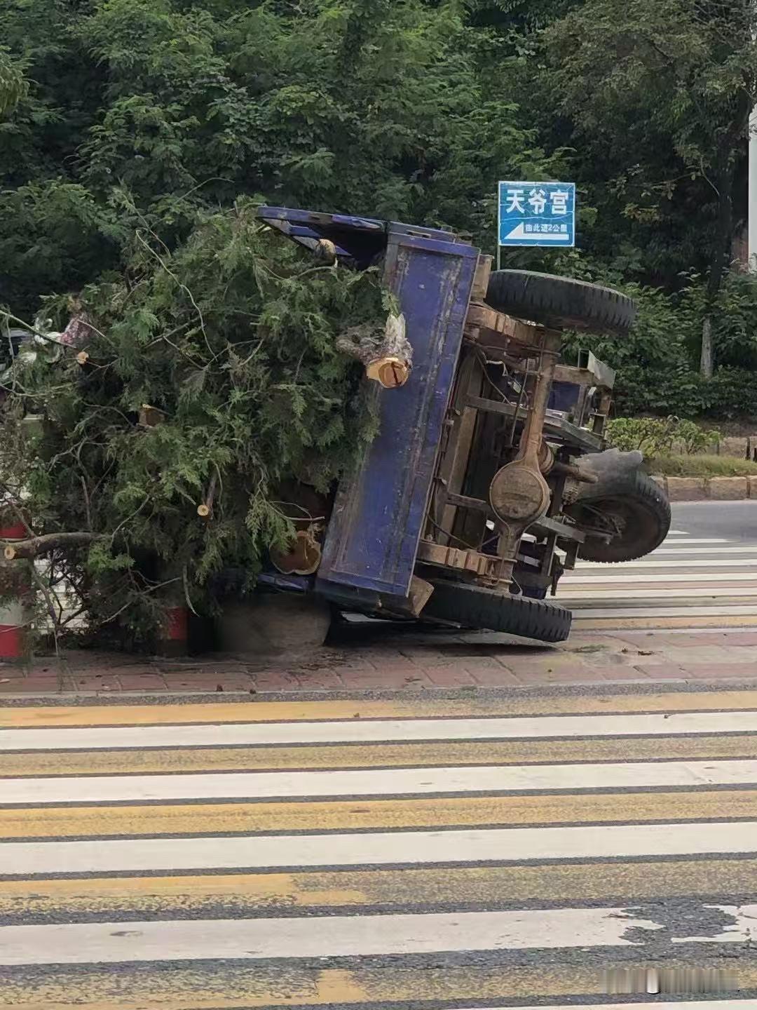 下午出门过路口，直接看愣了——一辆拉树枝的小货车整个翻在人行道上，蓝车厢朝天，树