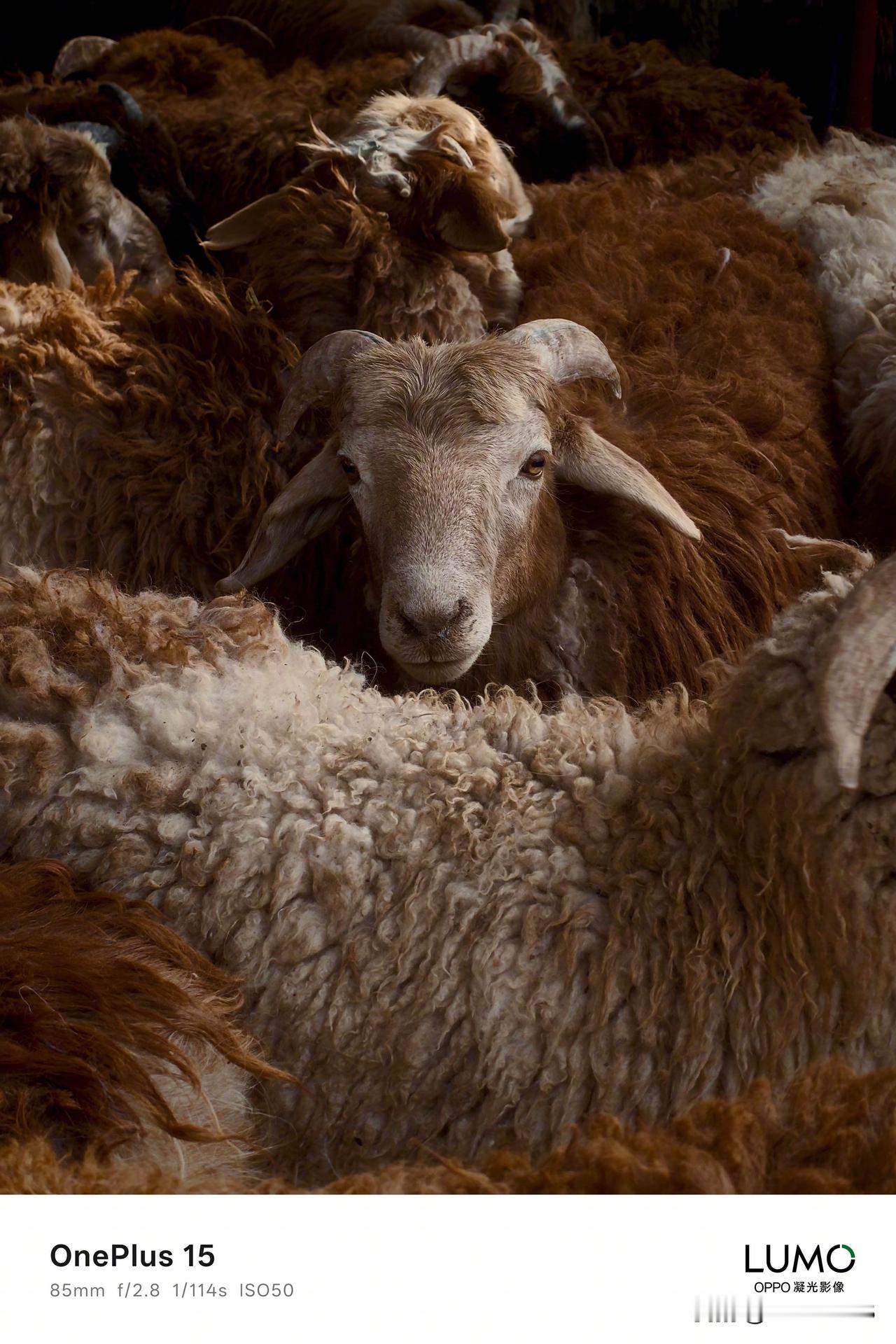 一加 15 的样张出来了，主打「那个味儿还在」，首次搭载 OPPO「LUMO 凝