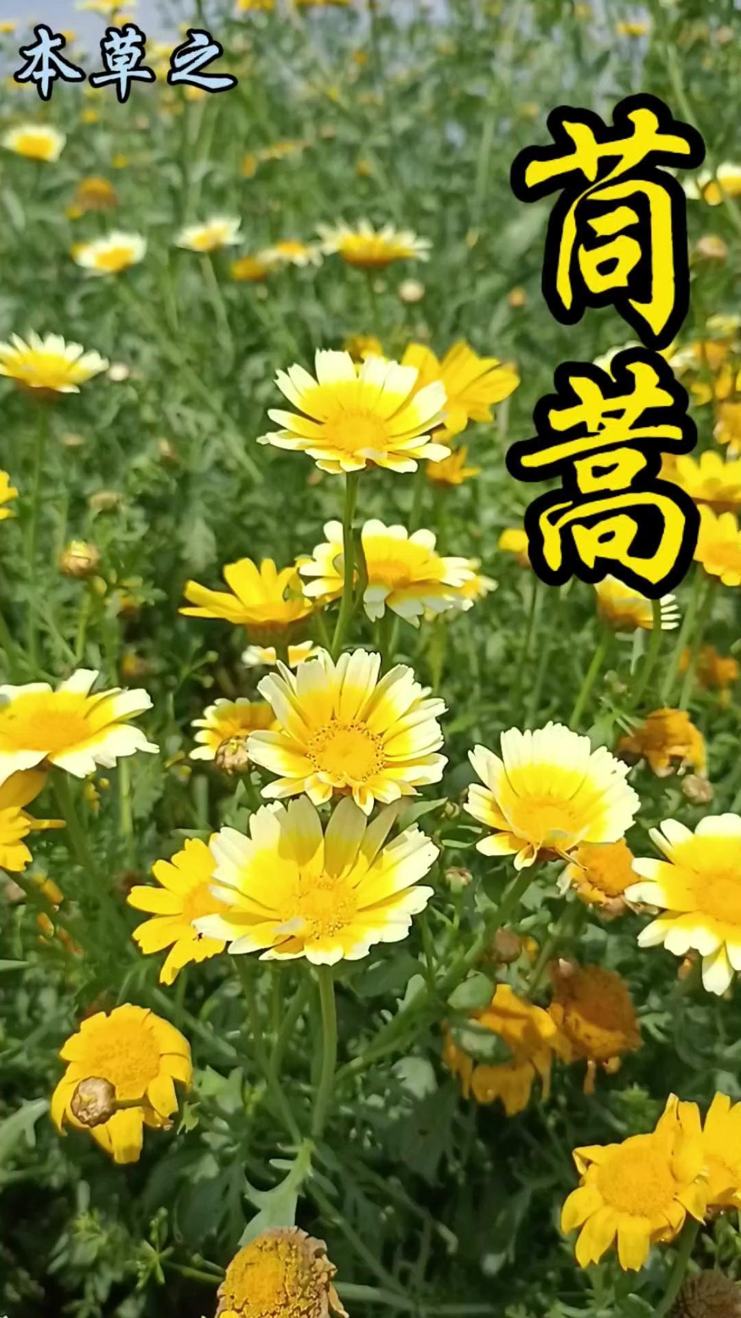 平时在菜市场买的茼蒿，如果不采摘任其生长，到了春末夏初会开出黄色的茼蒿菊。它在有