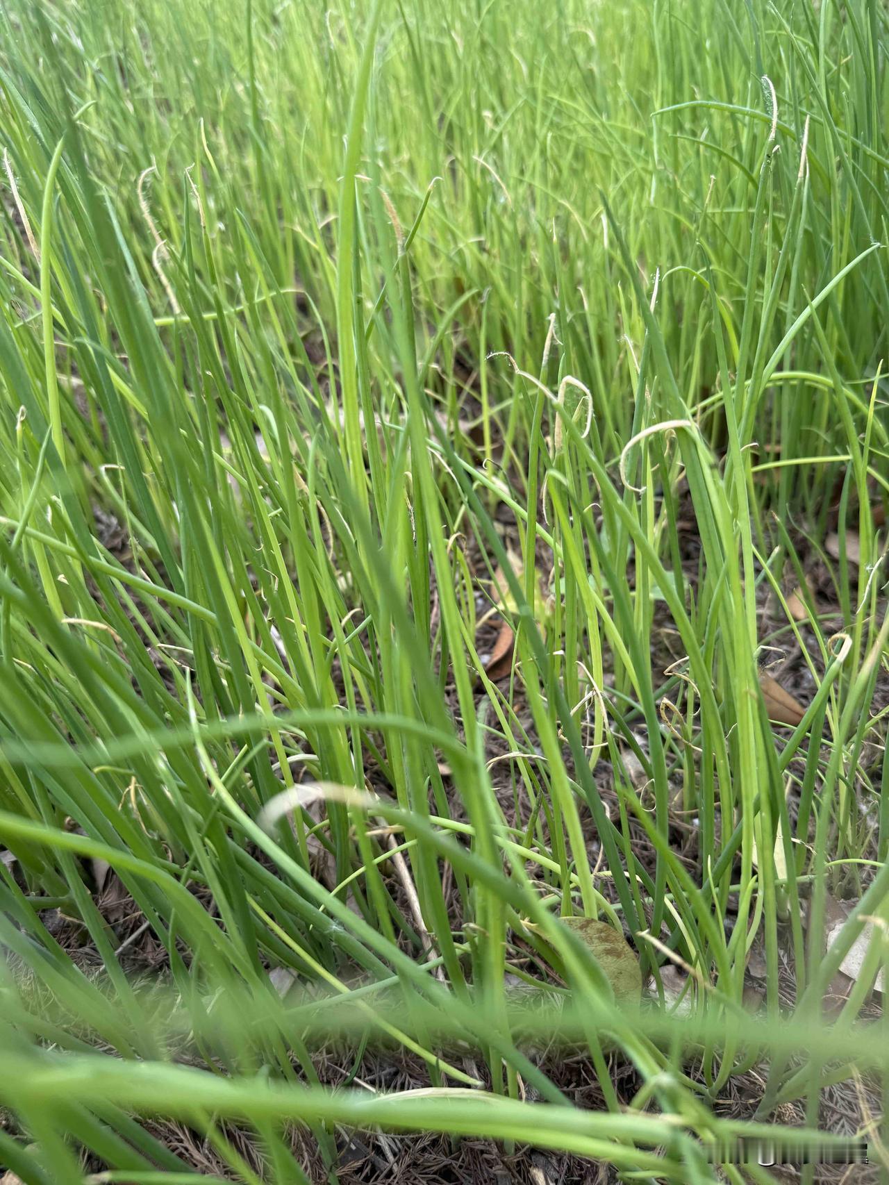 以色列的农业有多牛? 
【小对联】
上：……？
下：告白书。