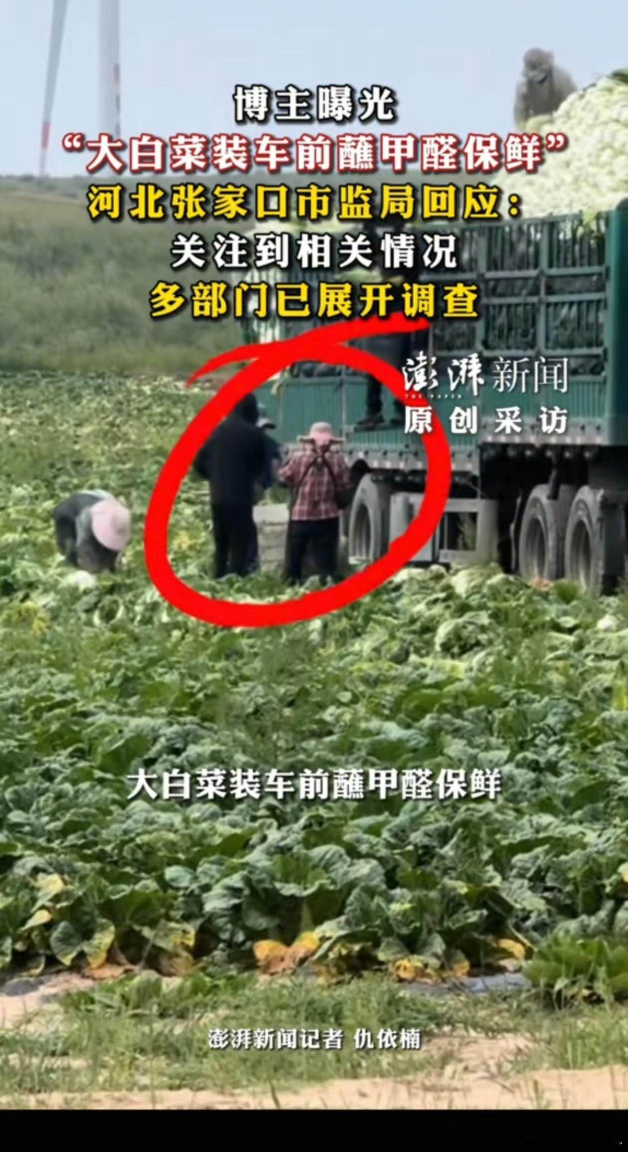 白菜蘸甲醛为了保鲜就白菜装车前蘸甲醛？这事是真的有点离谱……这种事曝出来一个，就